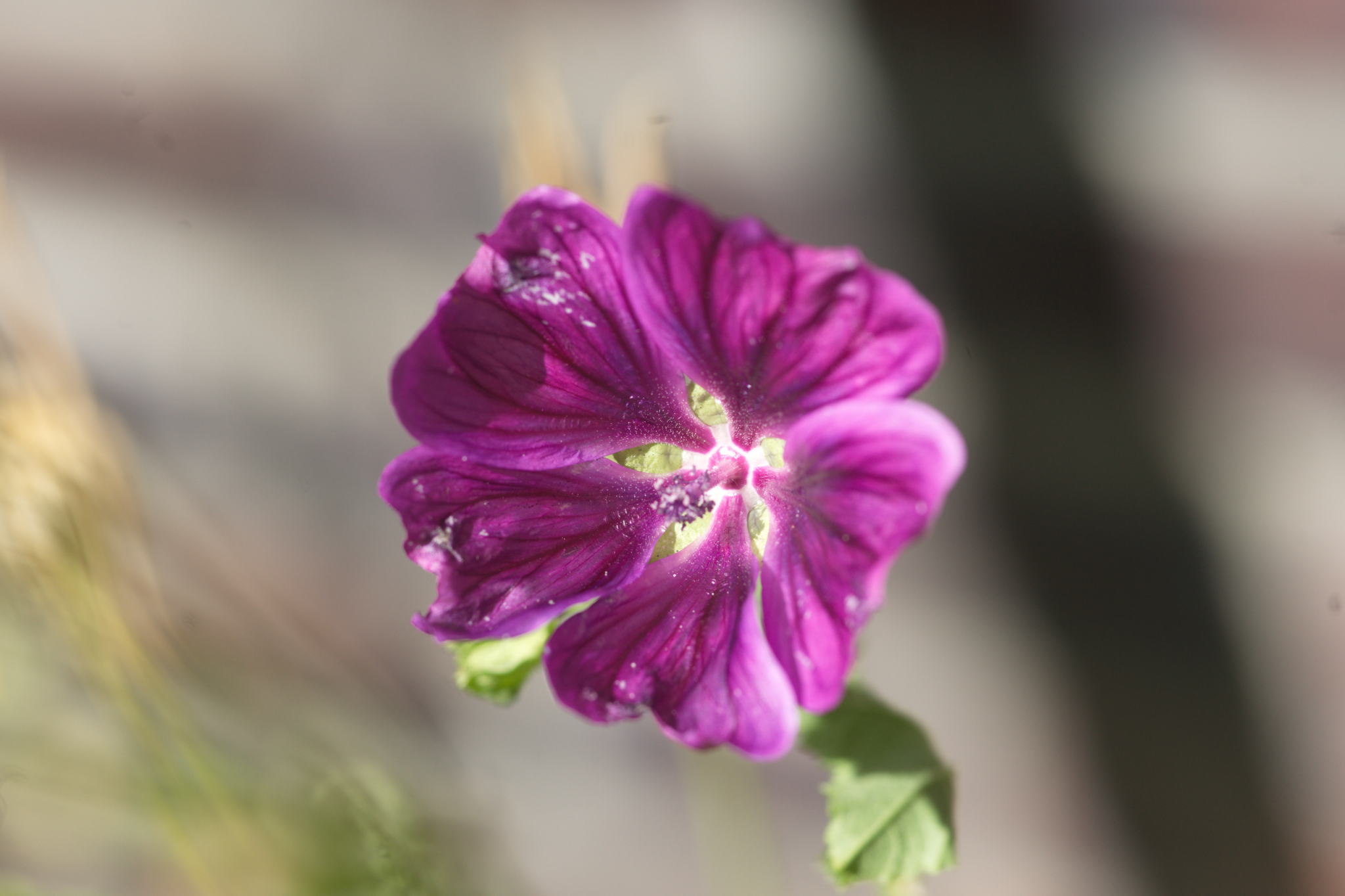 20220803 Gruen(t)raum Heimfeld 15