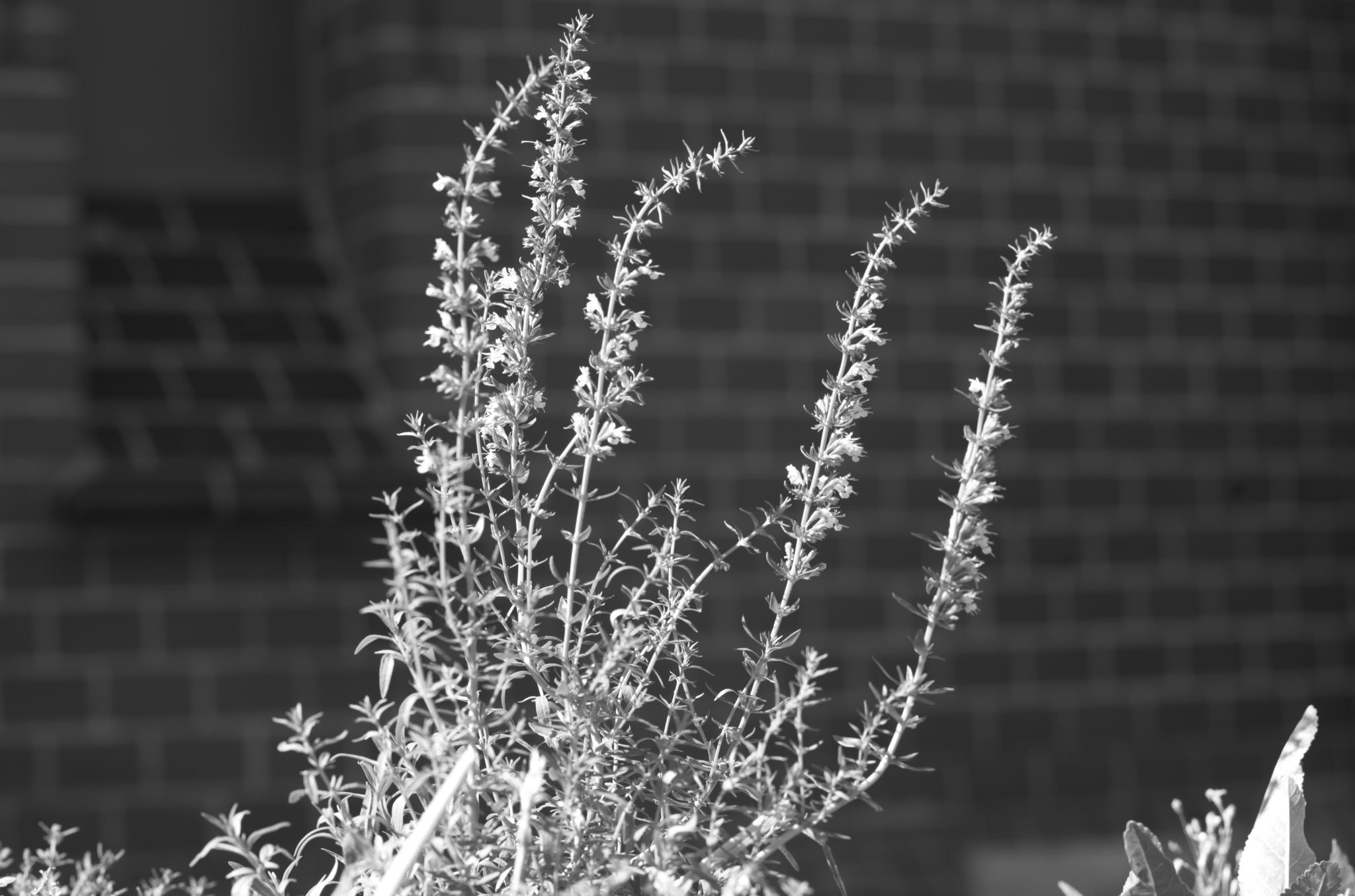 20220803 Gruen(t)raum Heimfeld 16