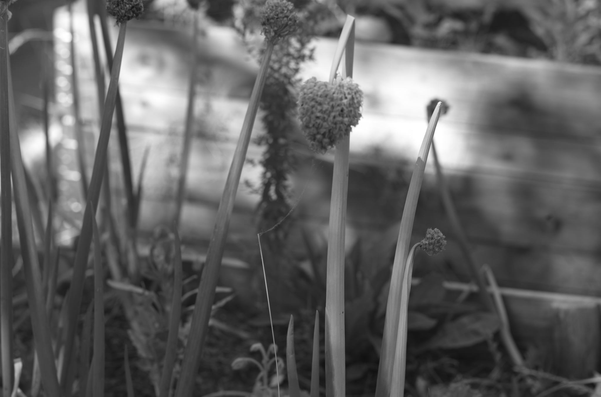 20220803 Gruen(t)raum Heimfeld 18