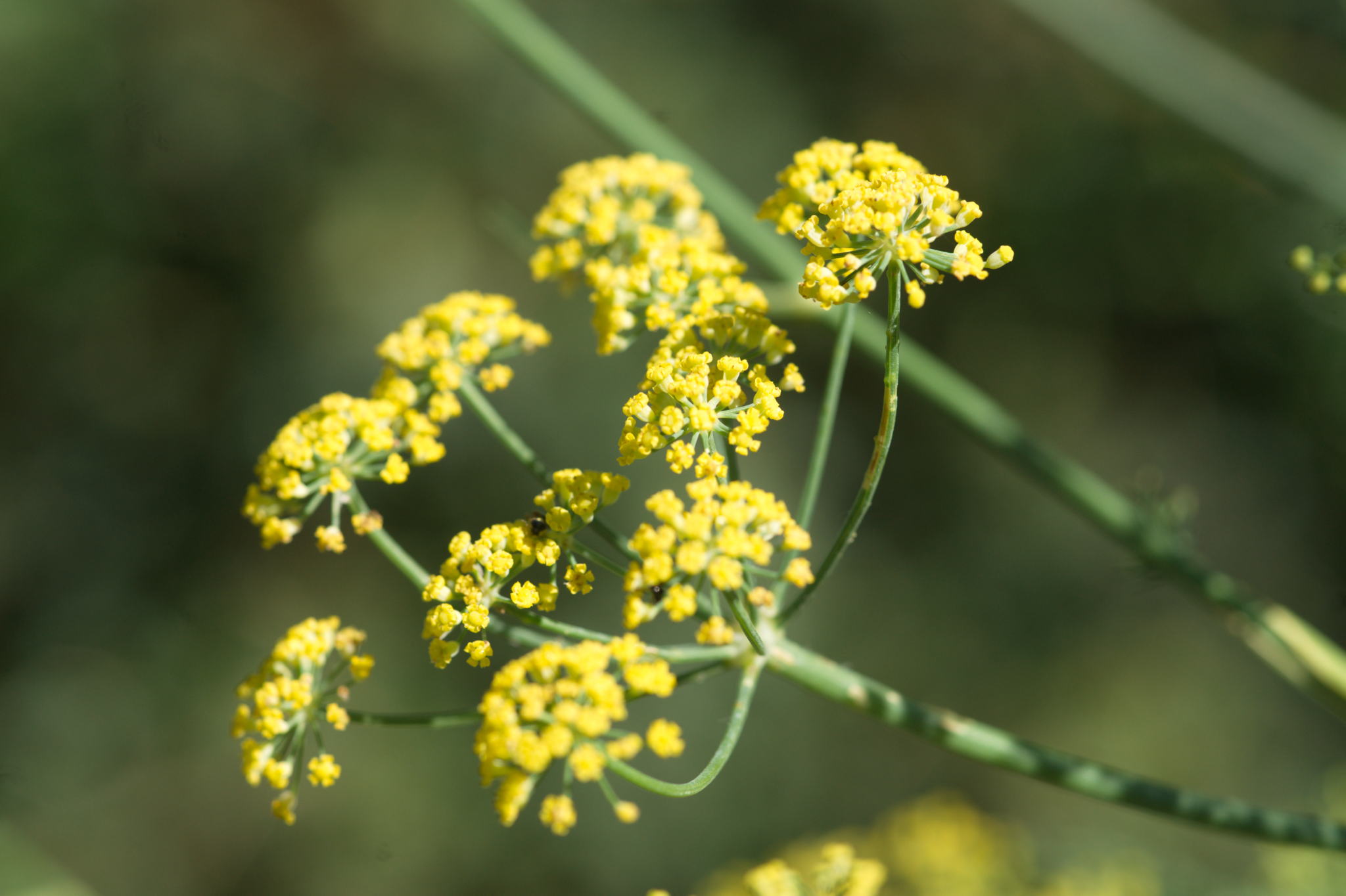 20220803 Gruen(t)raum Heimfeld 23