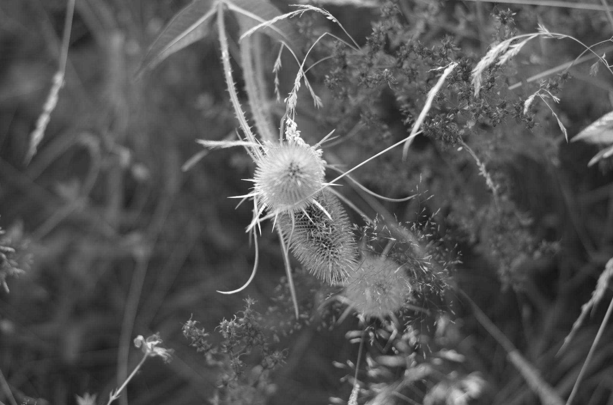 20220803 Gruen(t)raum Heimfeld 24