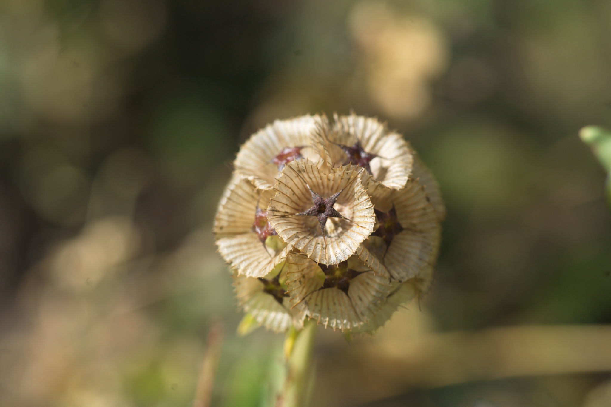 20220803 Gruen(t)raum Heimfeld 26