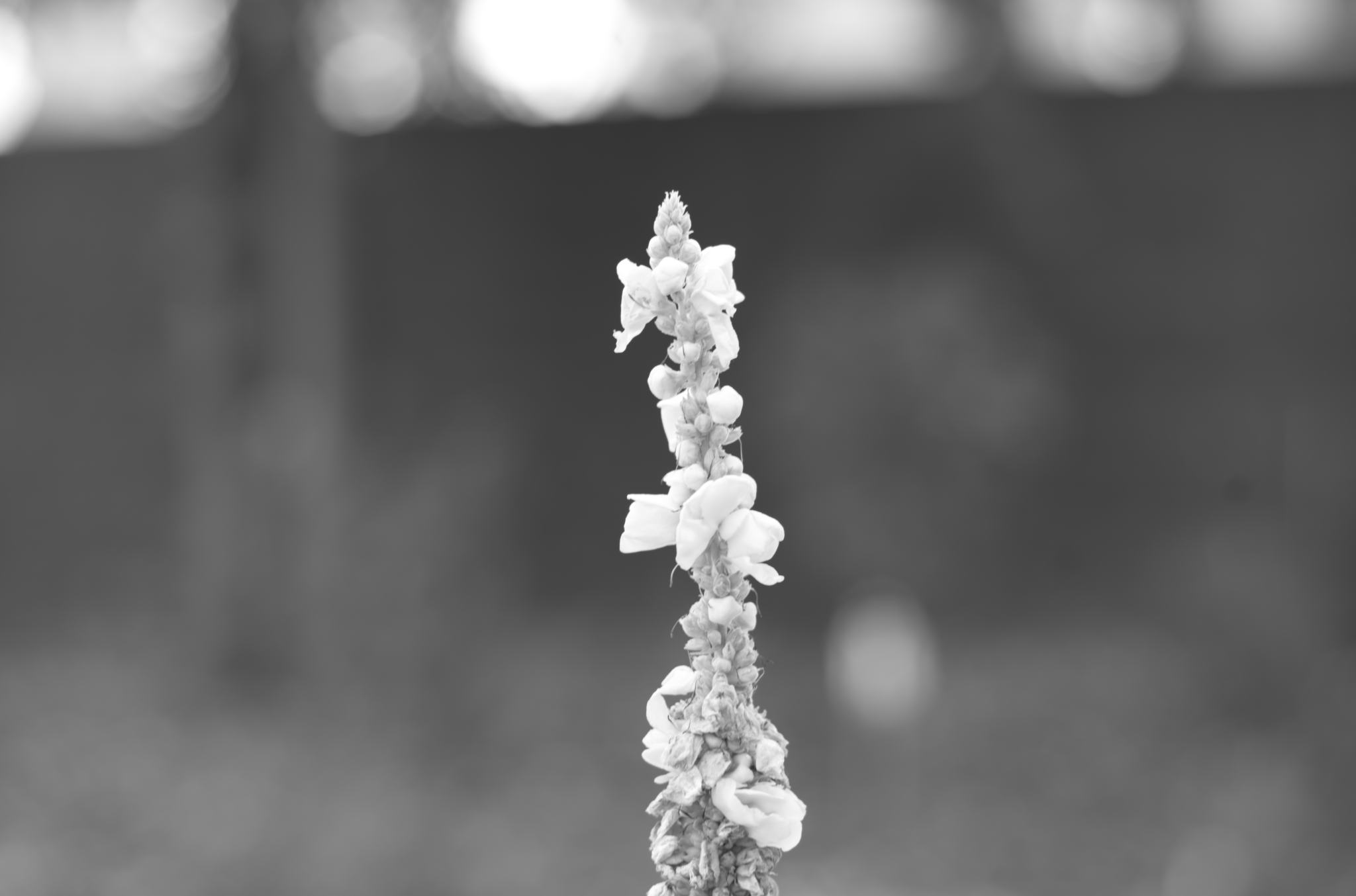 20220803 Gruen(t)raum Heimfeld 31