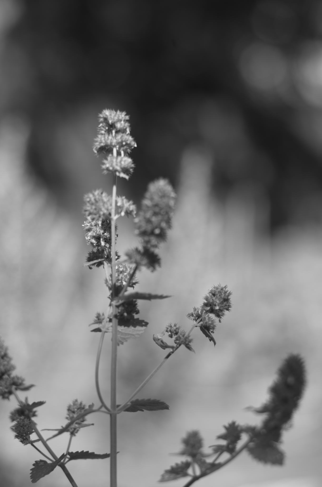 20220803 Gruen(t)raum Heimfeld 34