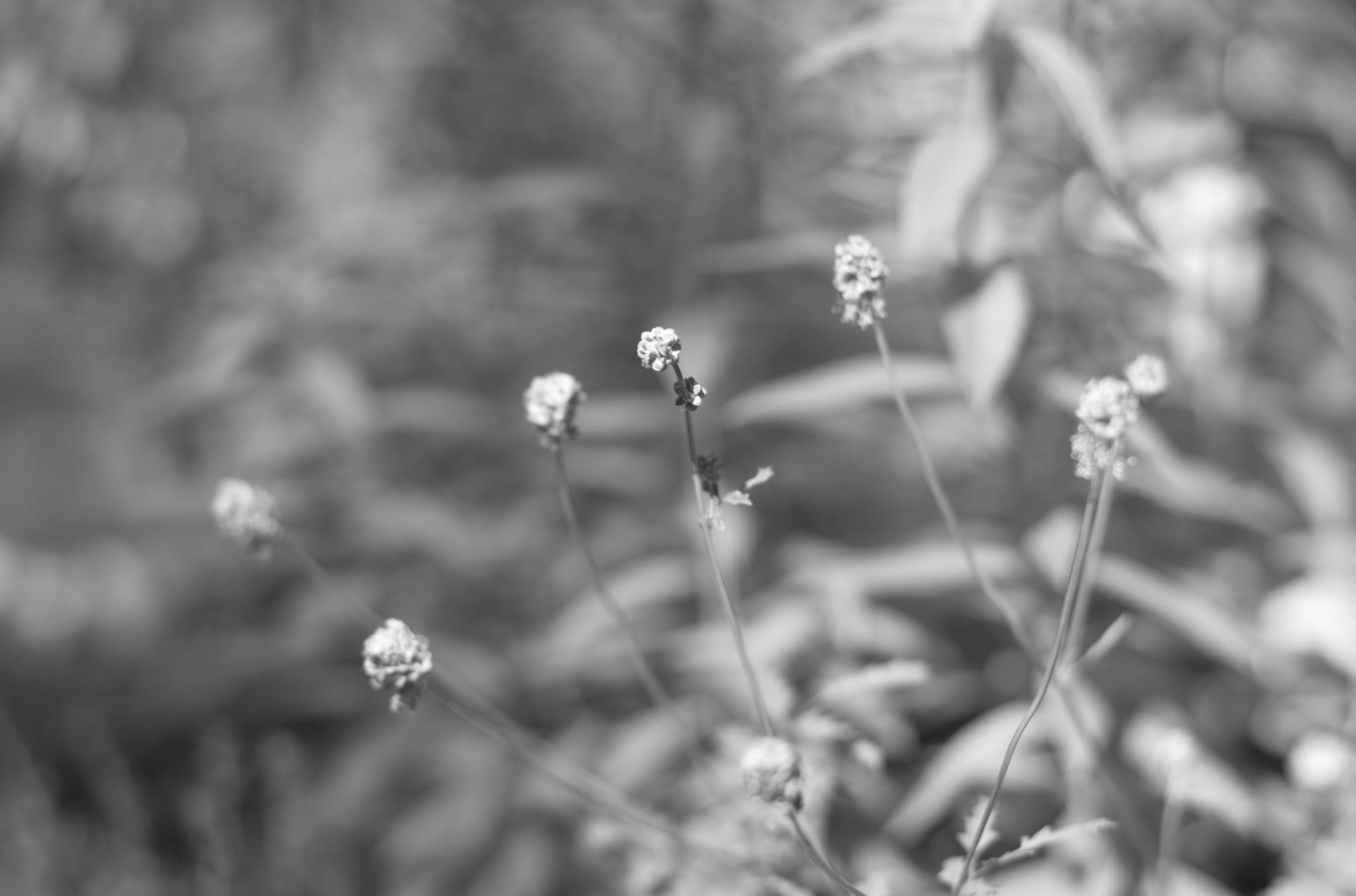 20220803 Gruen(t)raum Heimfeld 36