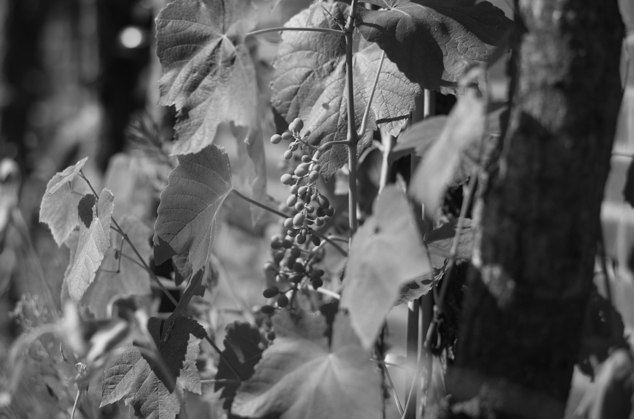 20220803 Gruen(t)raum Heimfeld 37