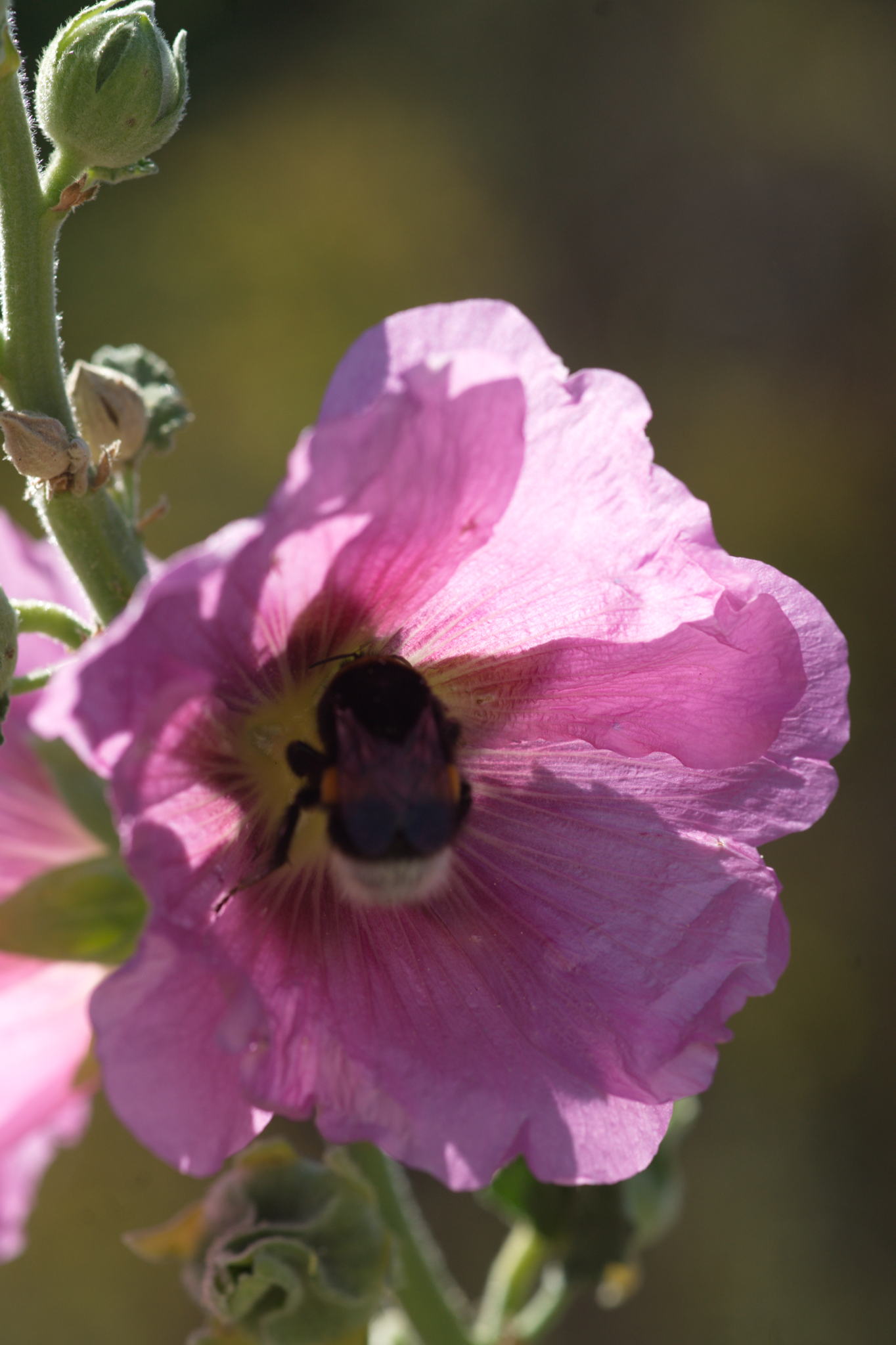 20220803 Gruen(t)raum Heimfeld 47