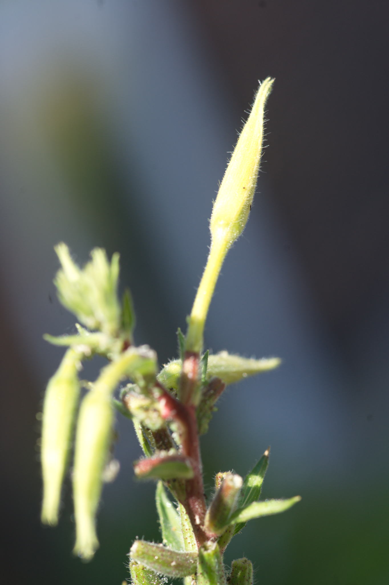 20220803 Gruen(t)raum Heimfeld 50