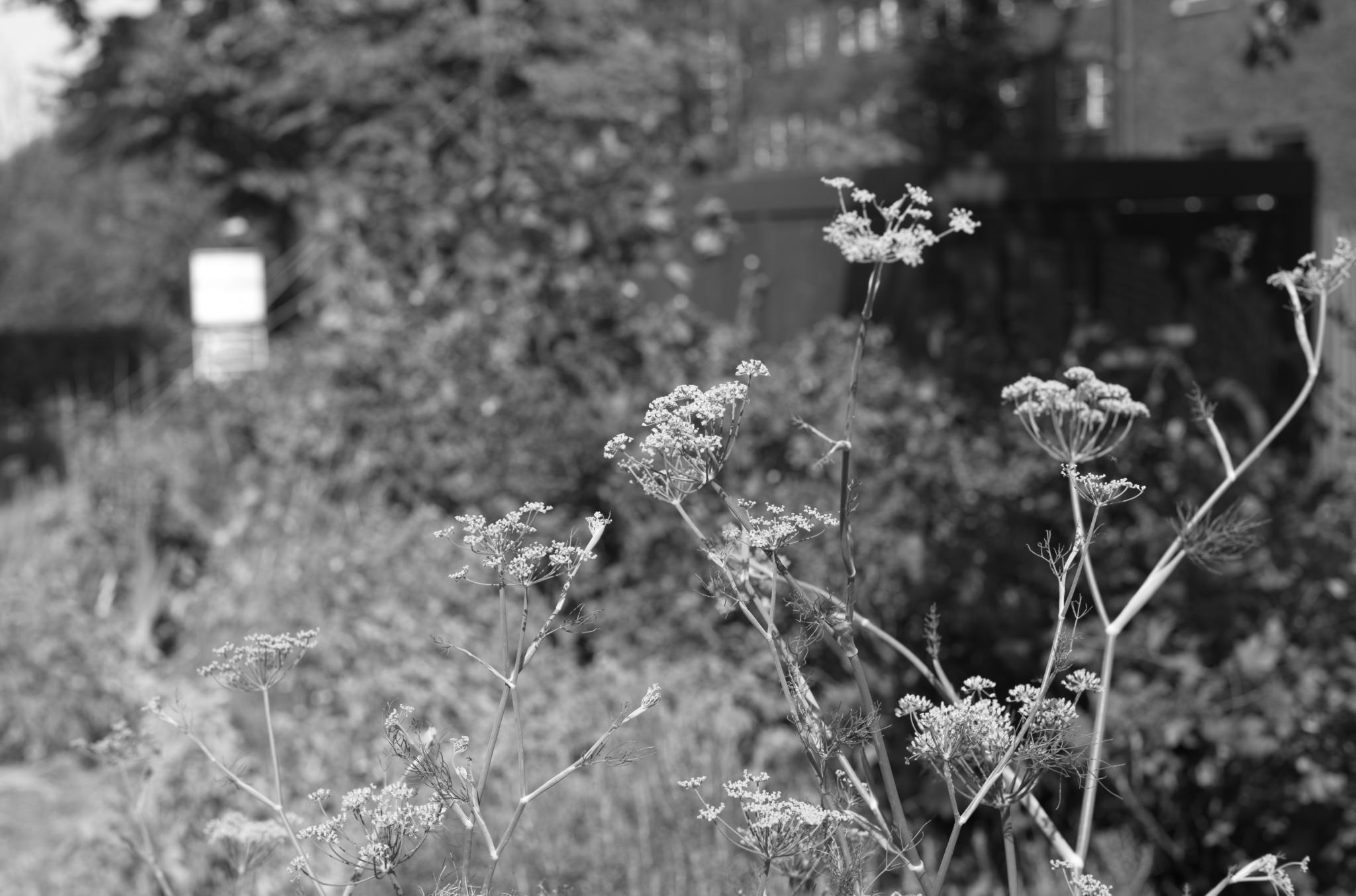 20220720 Gruen(t)raum Heimfeld 03