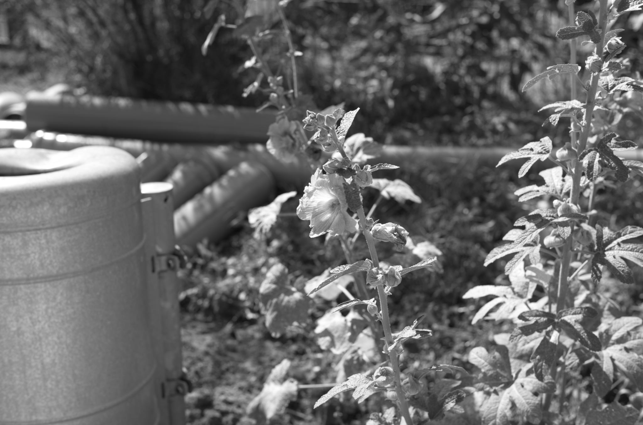 20220720 Gruen(t)raum Heimfeld 05