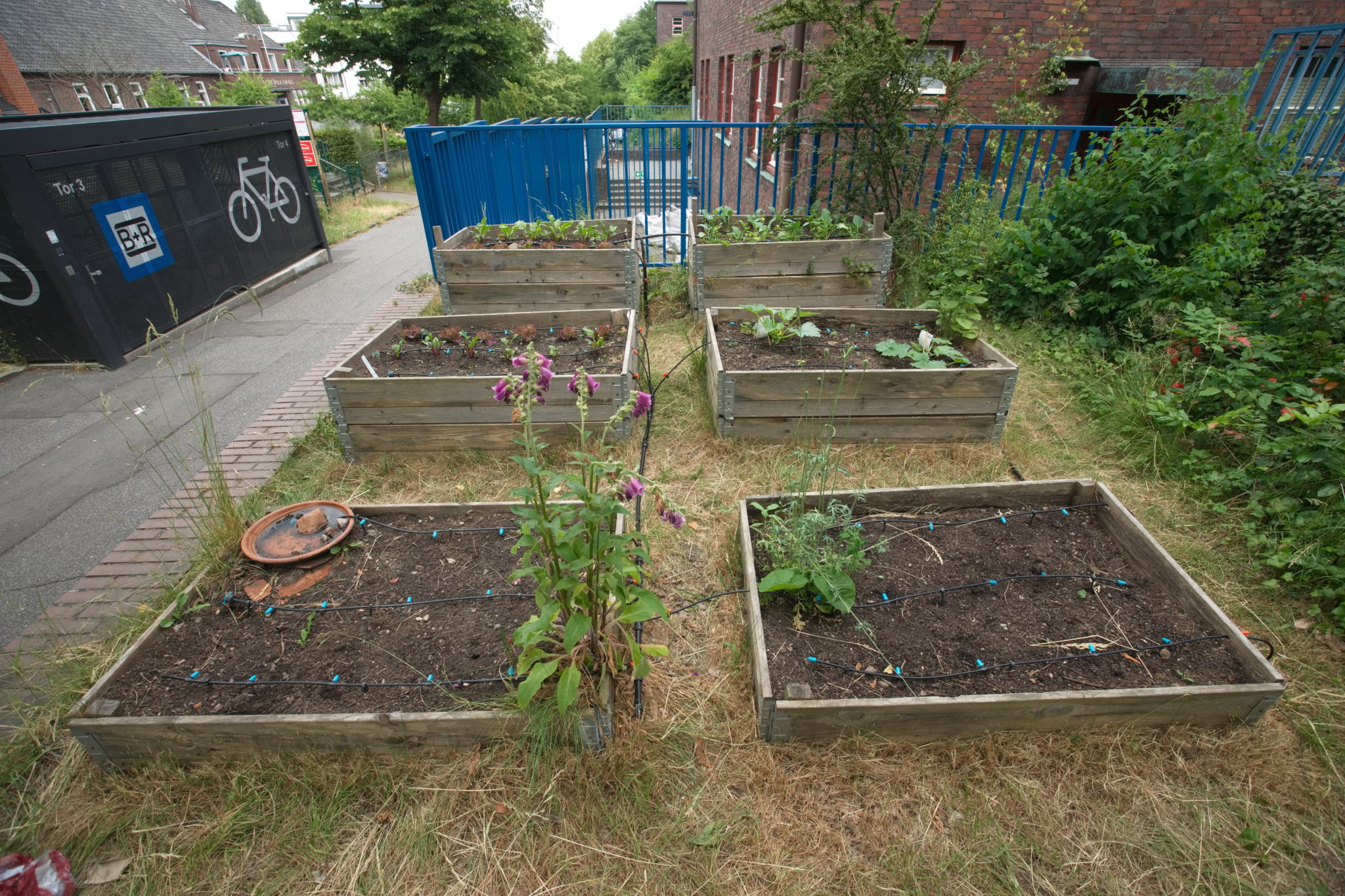 20230619 Gruen(t)raum Heimfeld 011