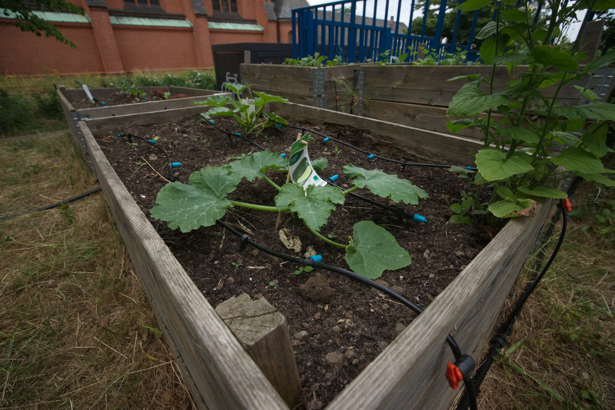 20230619 Gruen(t)raum Heimfeld 012