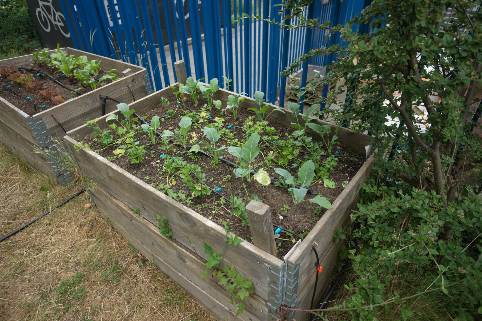 20230619 Gruen(t)raum Heimfeld 013