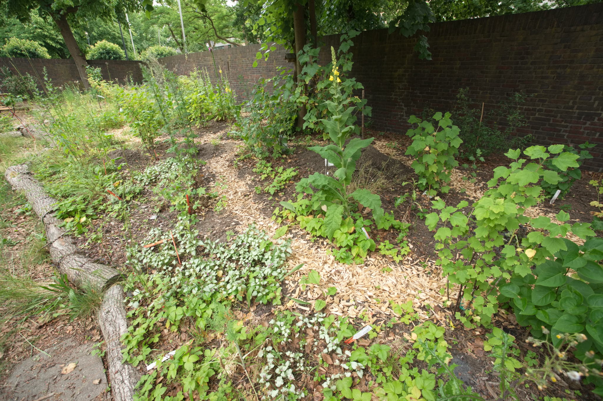 20230619 Gruen(t)raum Heimfeld 015