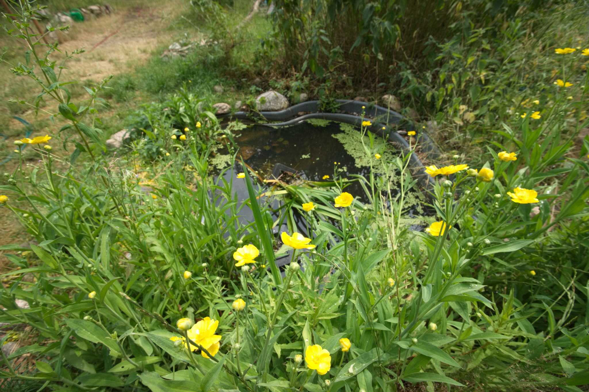 20230619 Gruen(t)raum Heimfeld 017