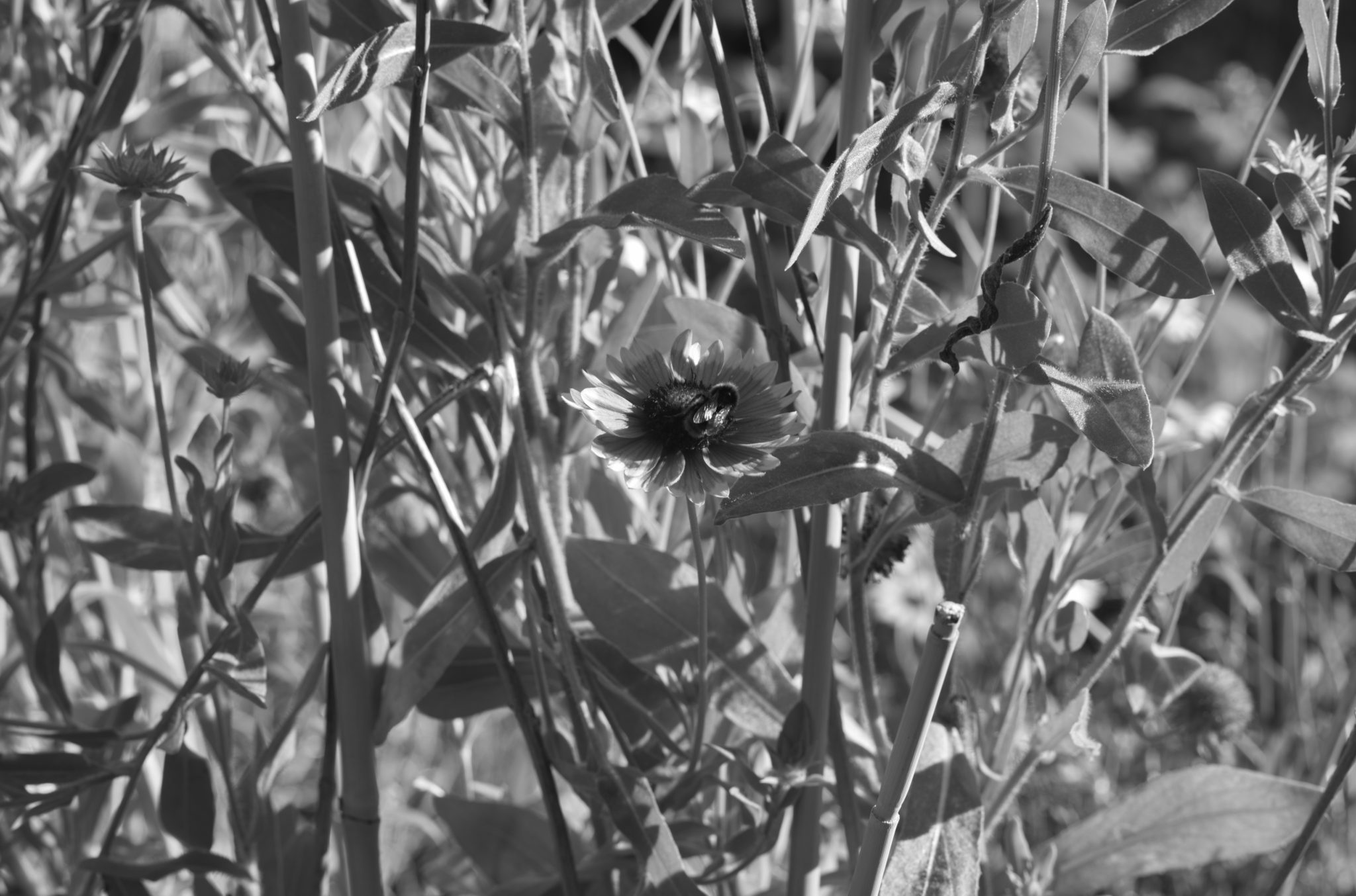 20210808 Gruen(t)raum Heimfeld 13