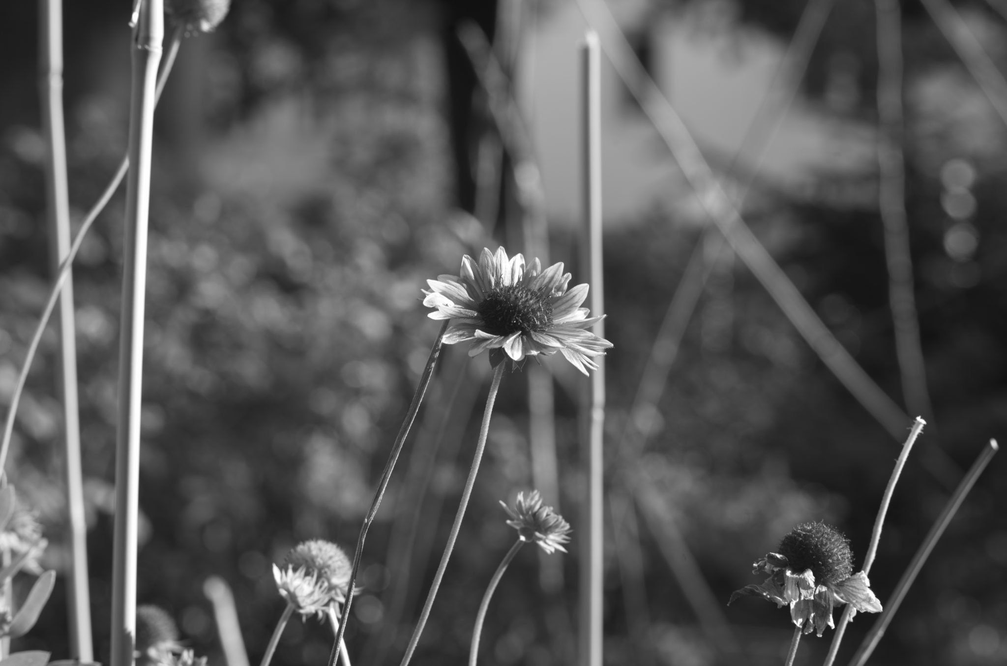 20210808 Gruen(t)raum Heimfeld 15