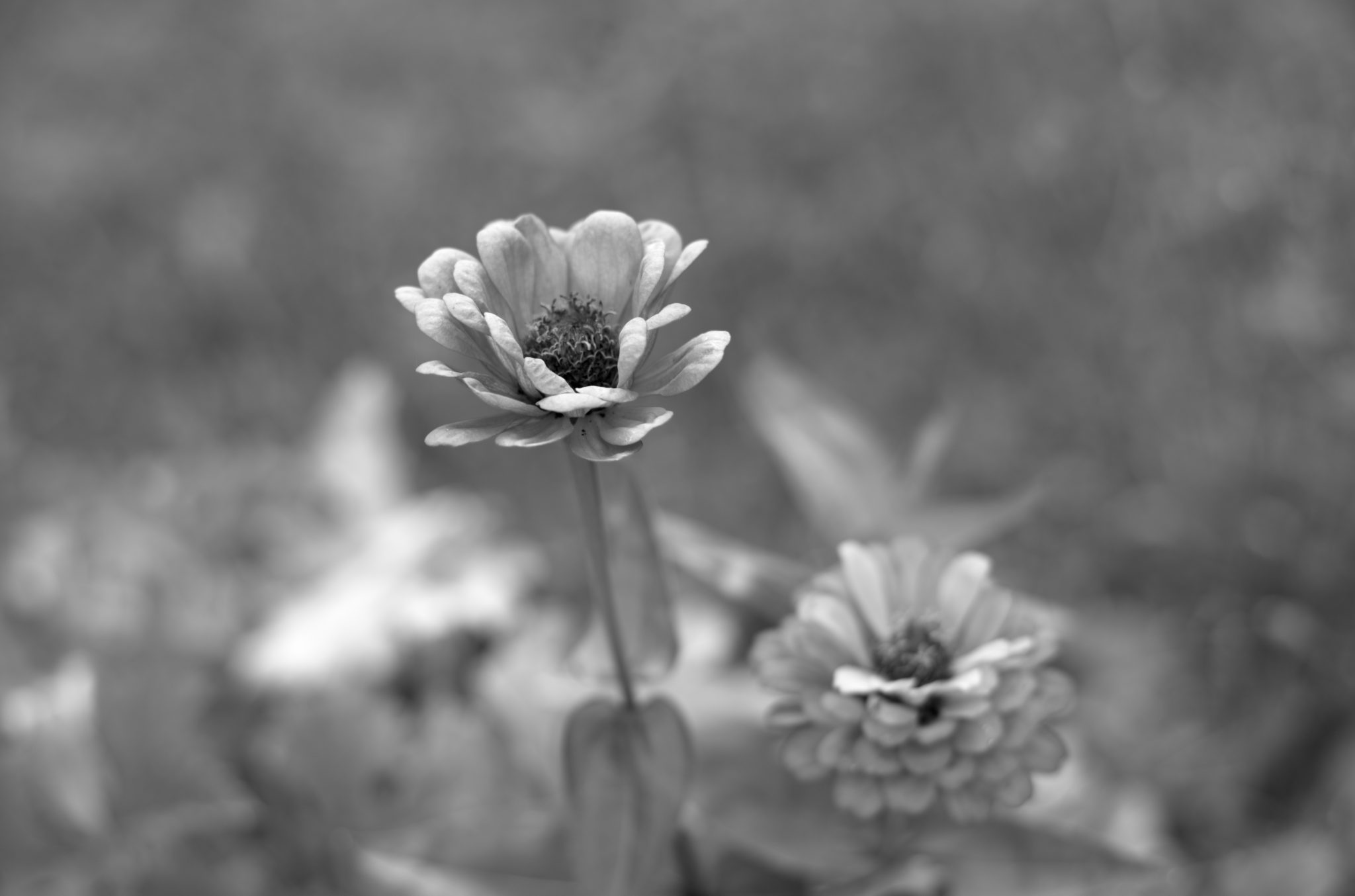 20210808 Gruen(t)raum Heimfeld 19