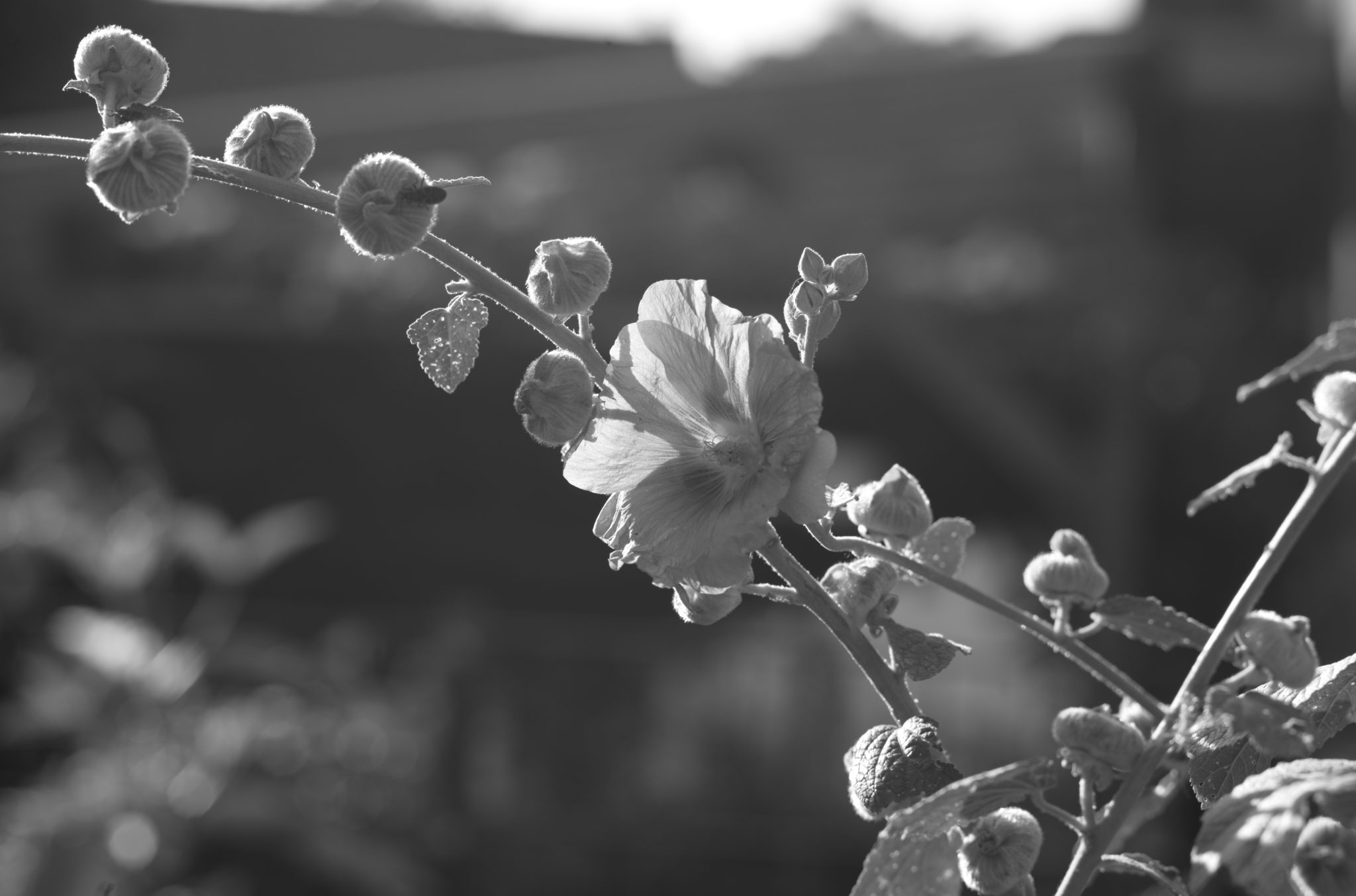 20210808 Gruen(t)raum Heimfeld 20