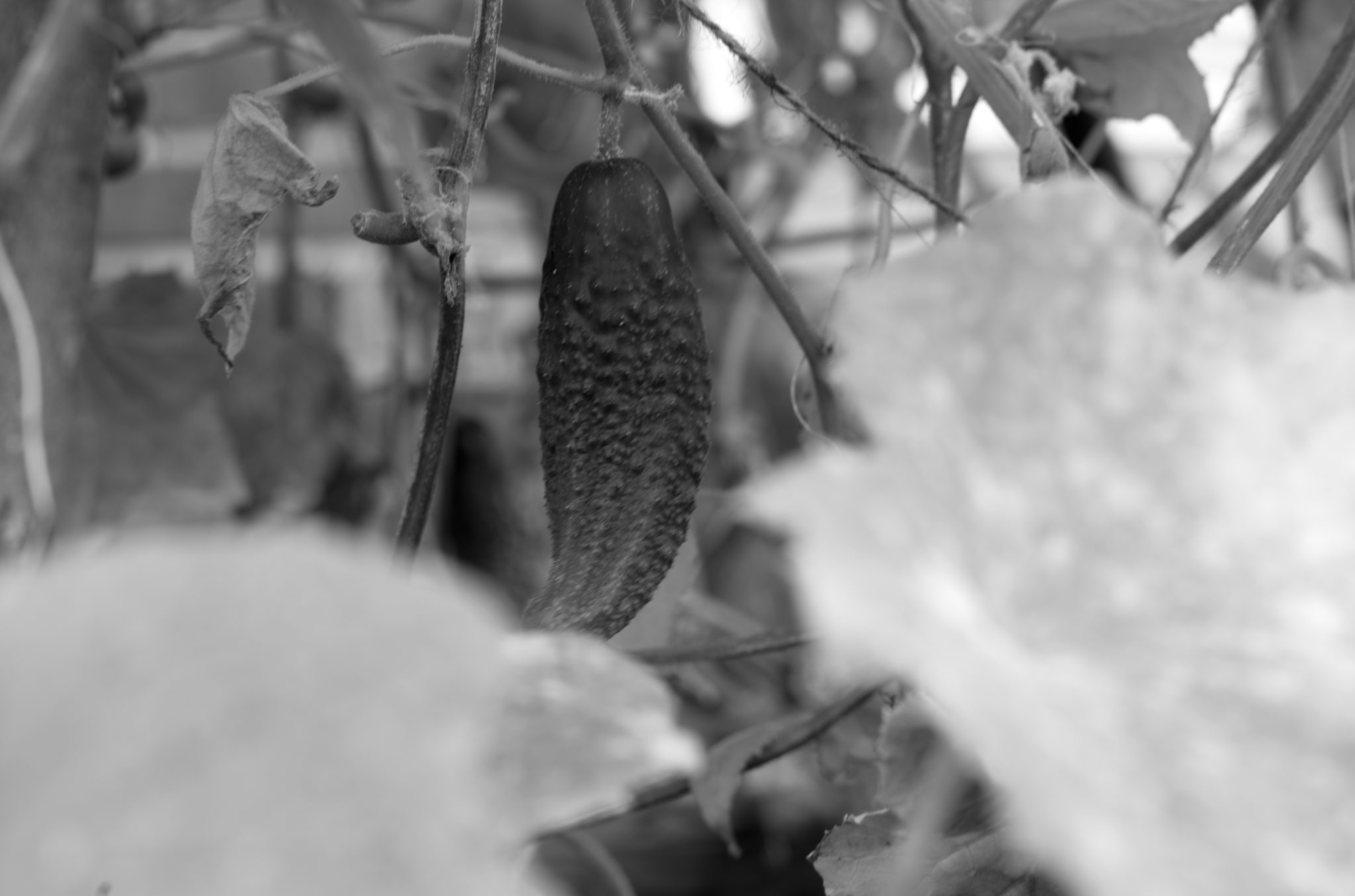 20210808 Gruen(t)raum Heimfeld 22