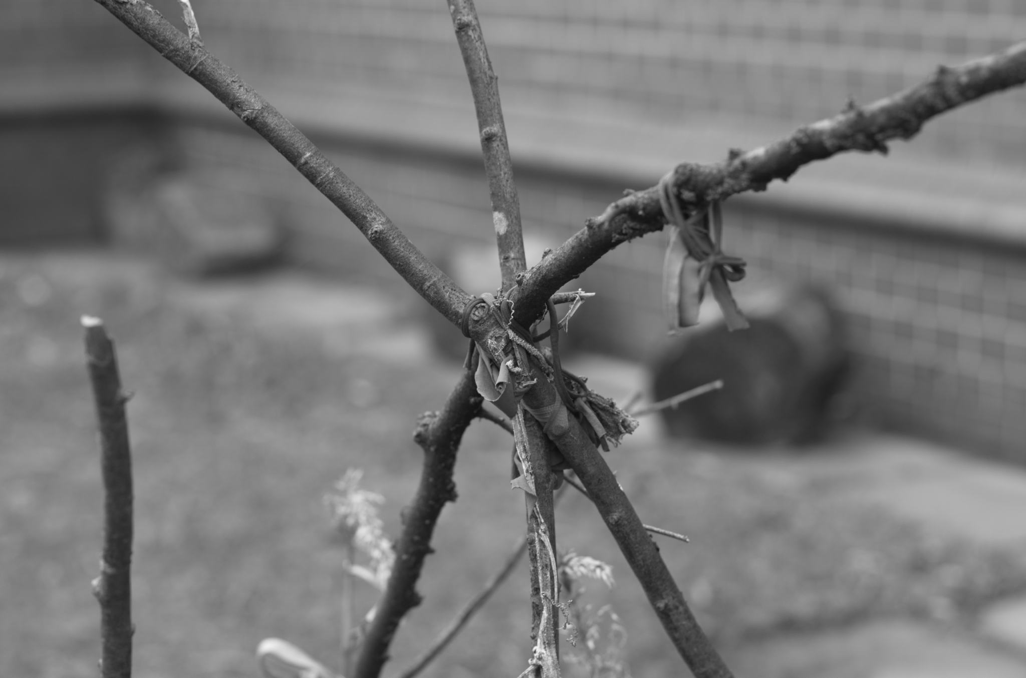 20211215 Gruen(t)raumHeimfeld 04