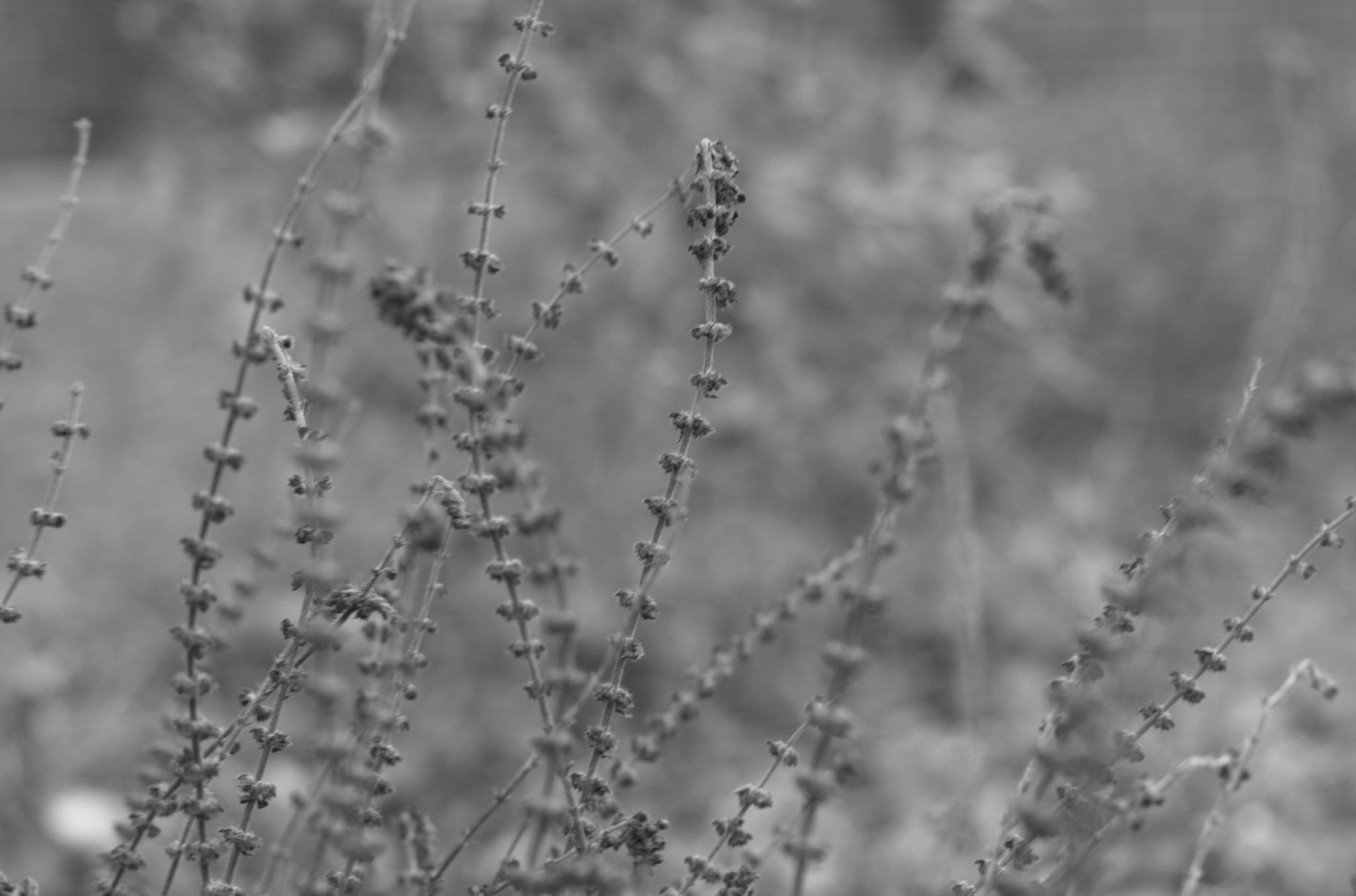 20211215 Gruen(t)raumHeimfeld 06