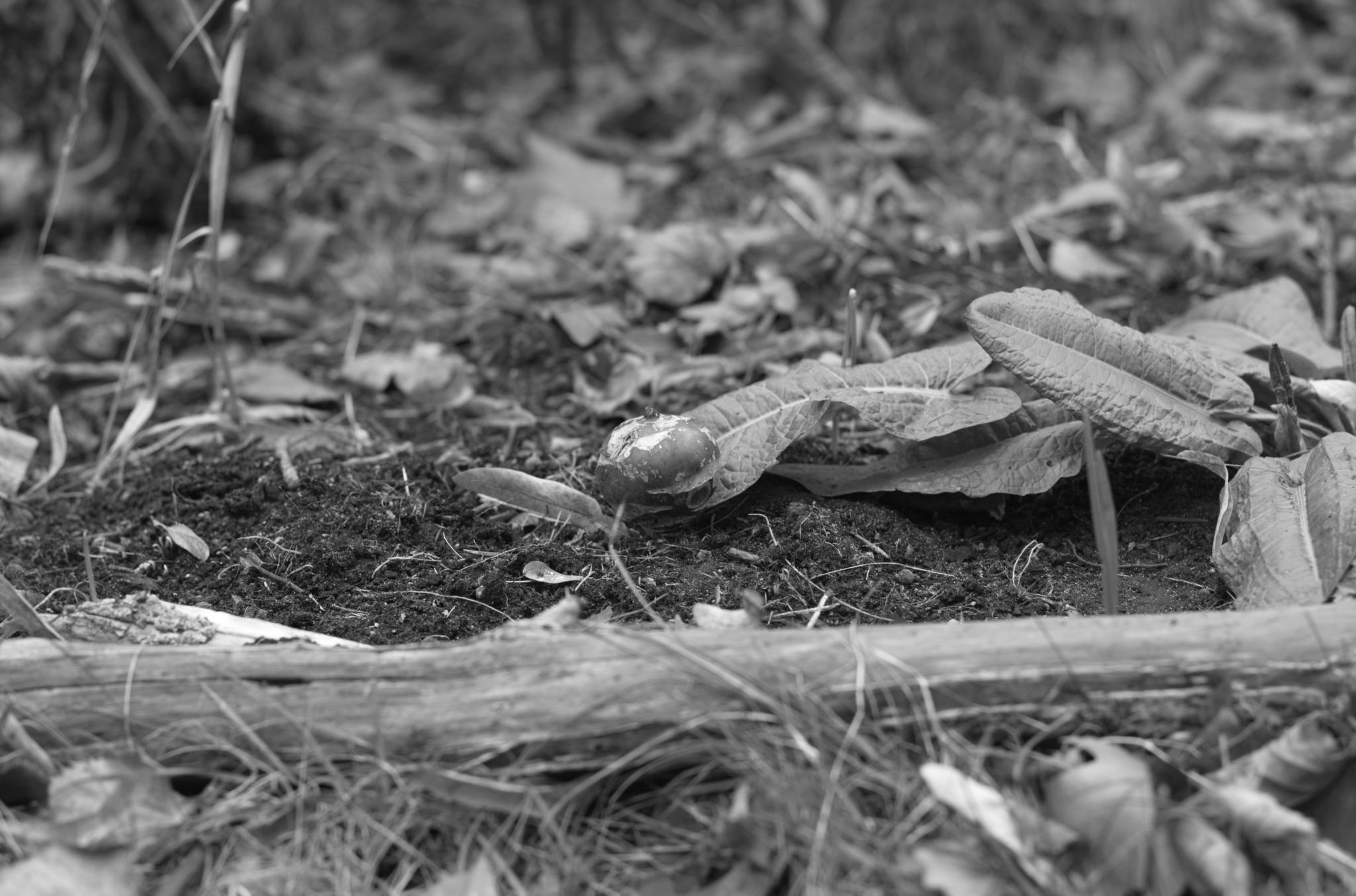 20211215 Gruen(t)raumHeimfeld 08