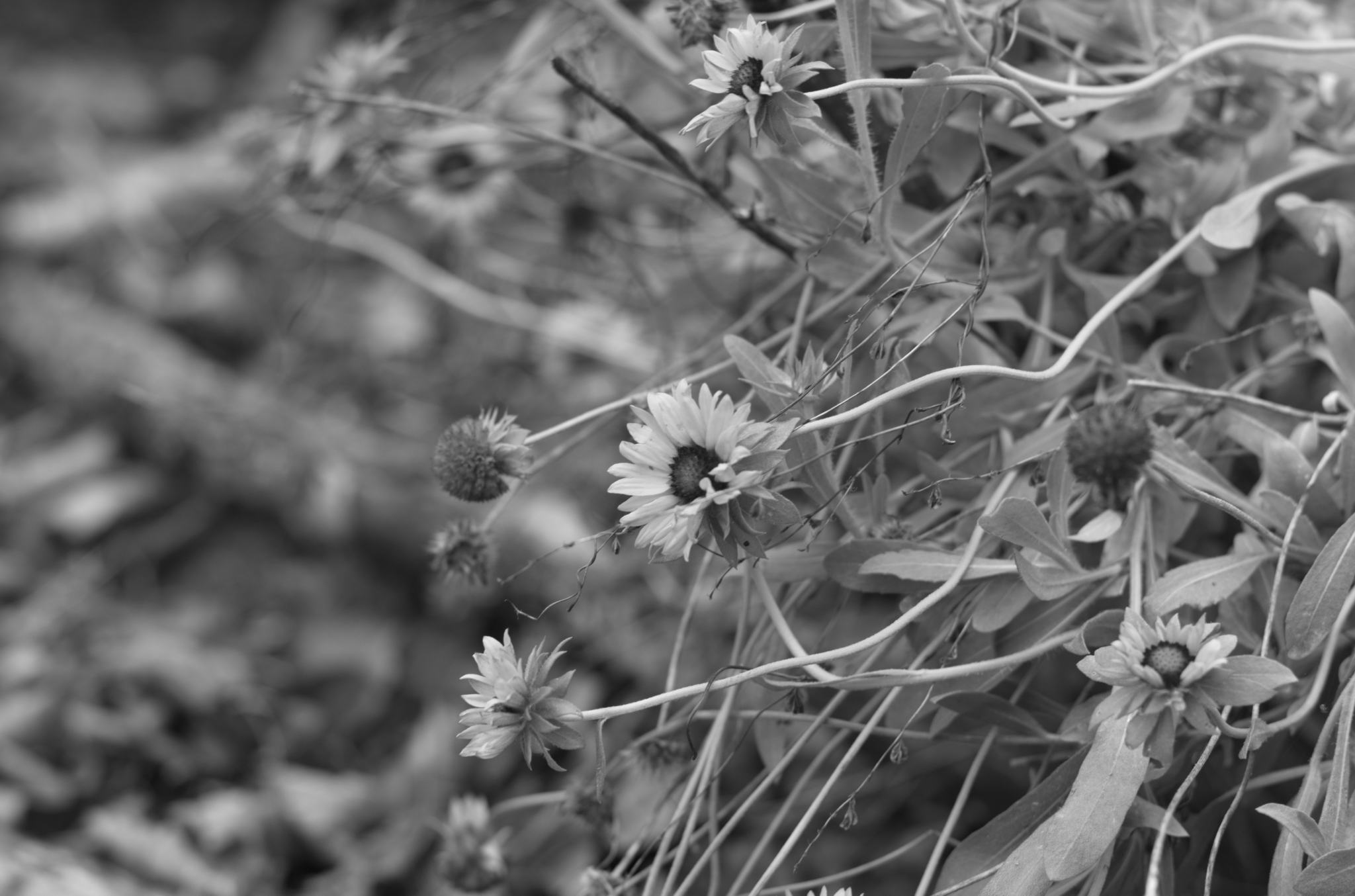 20211215 Gruen(t)raumHeimfeld 11