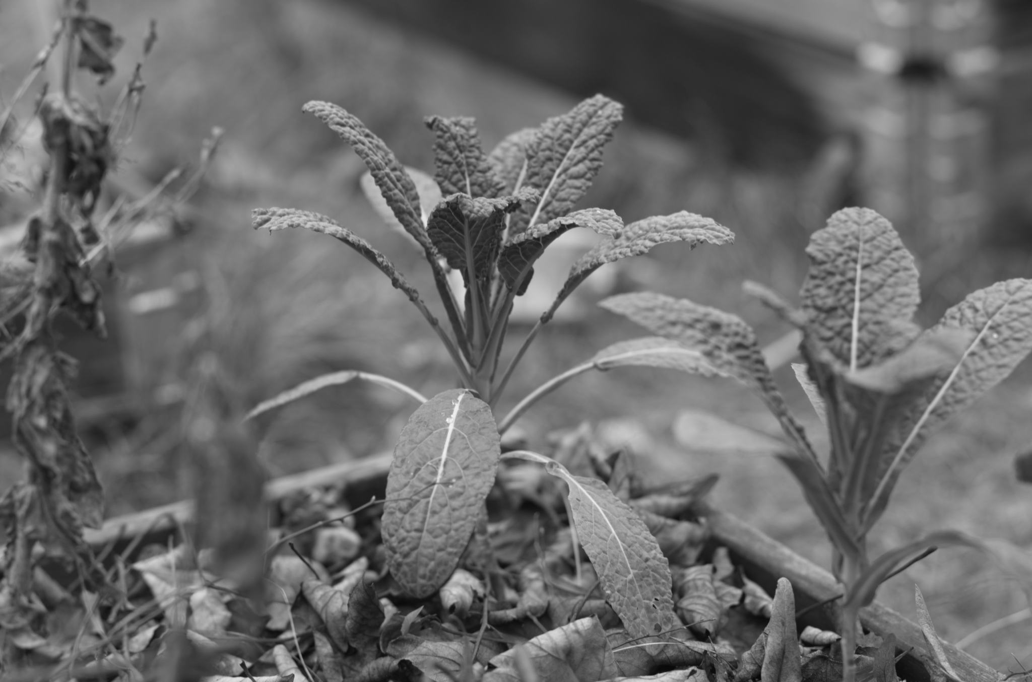 20211215 Gruen(t)raumHeimfeld 13