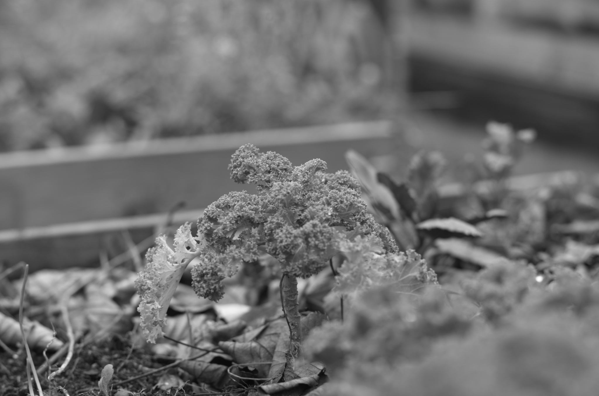 20211215 Gruen(t)raumHeimfeld 16