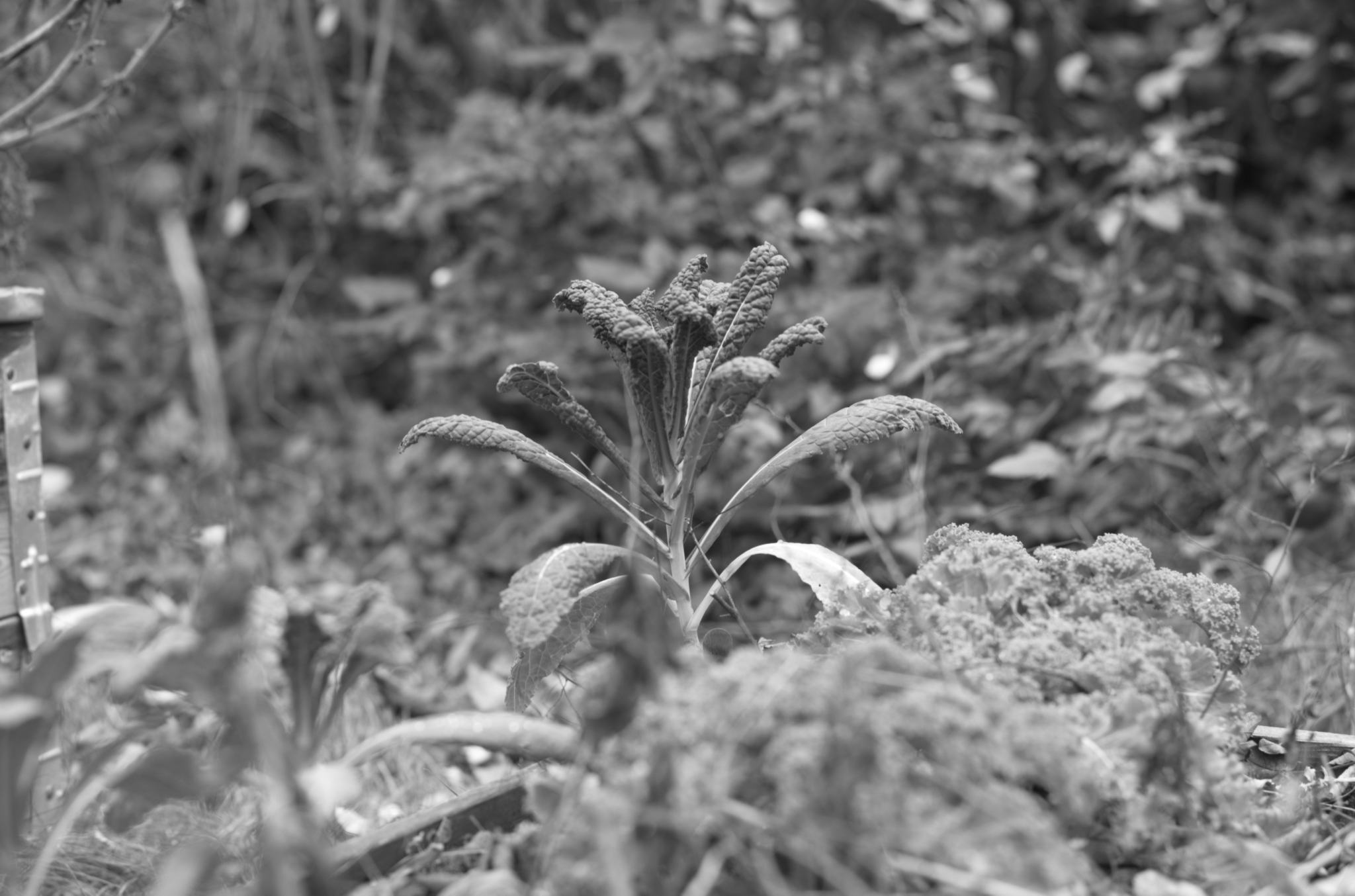 20211215 Gruen(t)raumHeimfeld 21