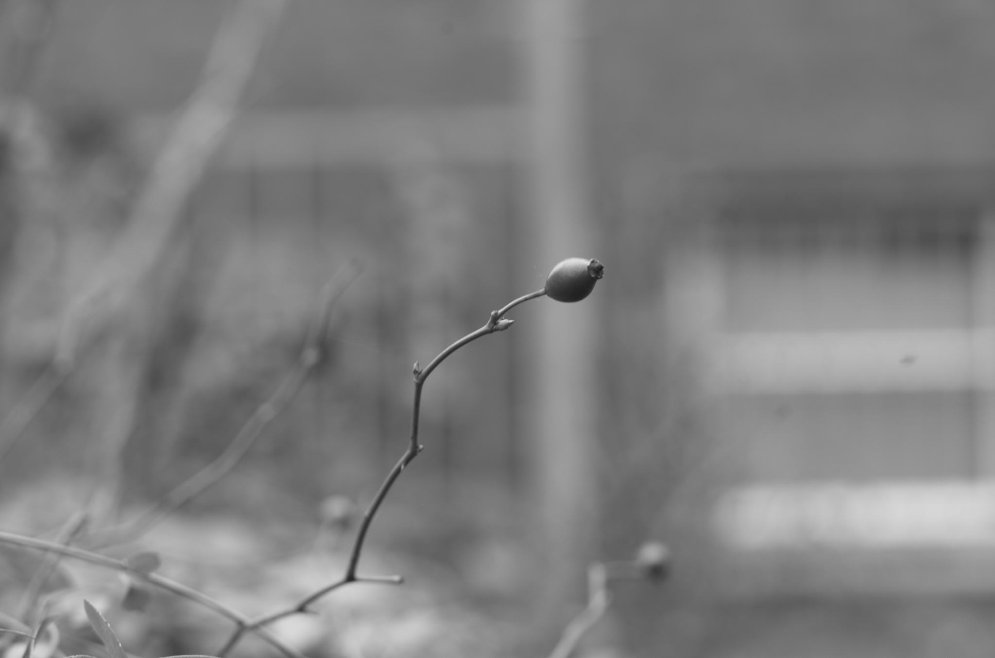 20211215 Gruen(t)raumHeimfeld 22