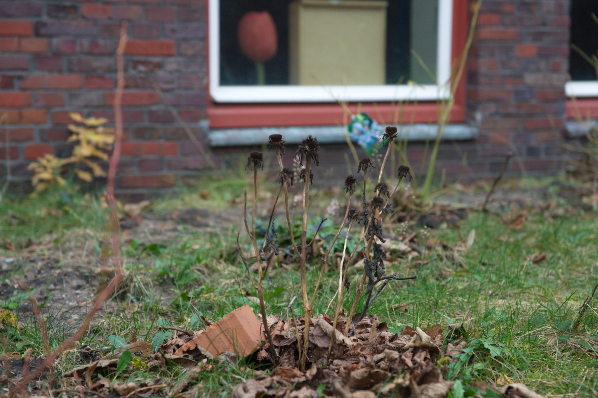 20211215 Gruen(t)raum Heimfeld 007