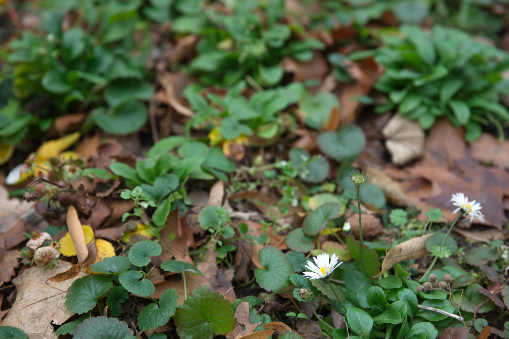 20211215 Gruen(t)raum Heimfeld 009