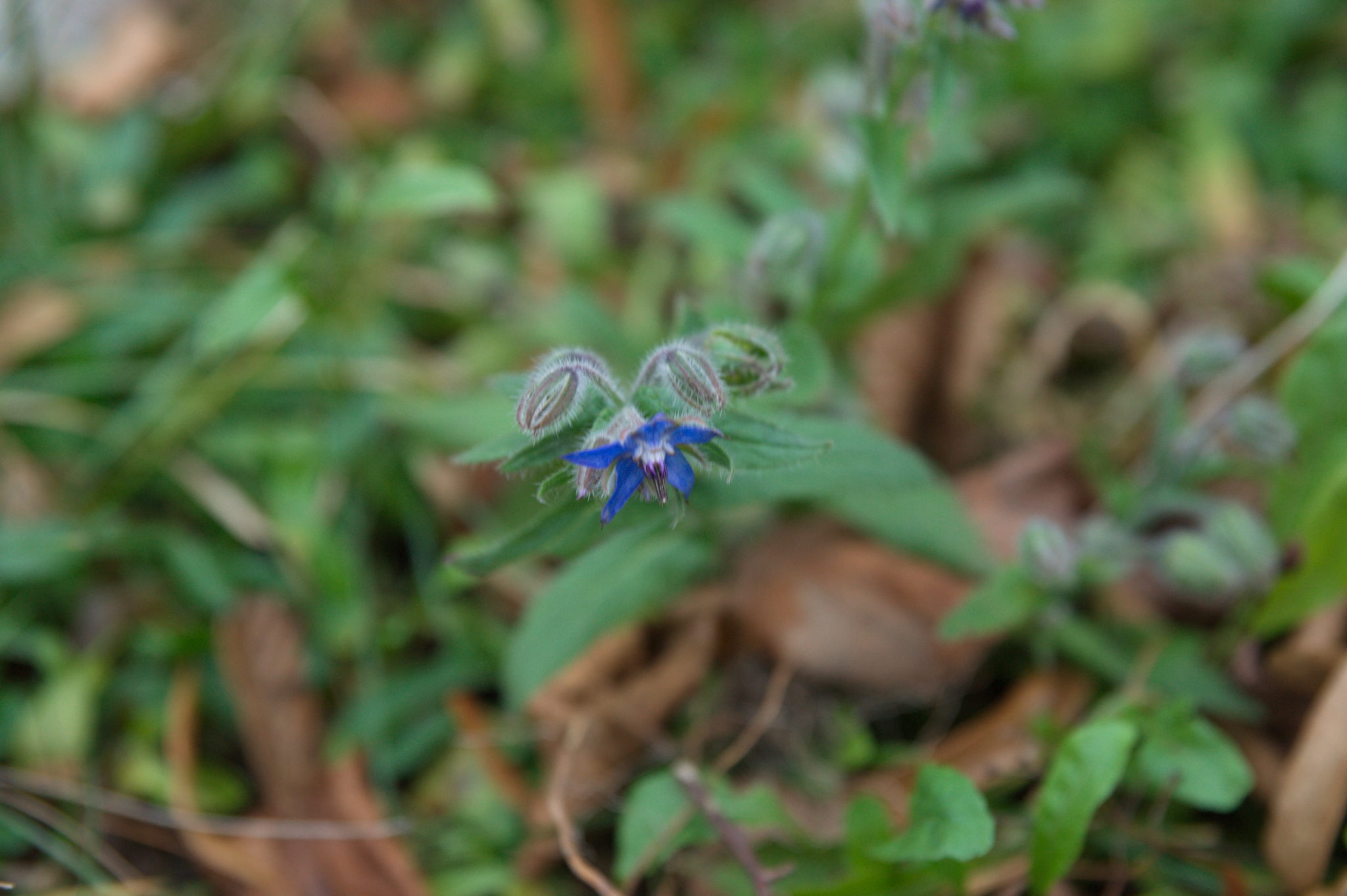 20211215 Gruen(t)raum Heimfeld 015