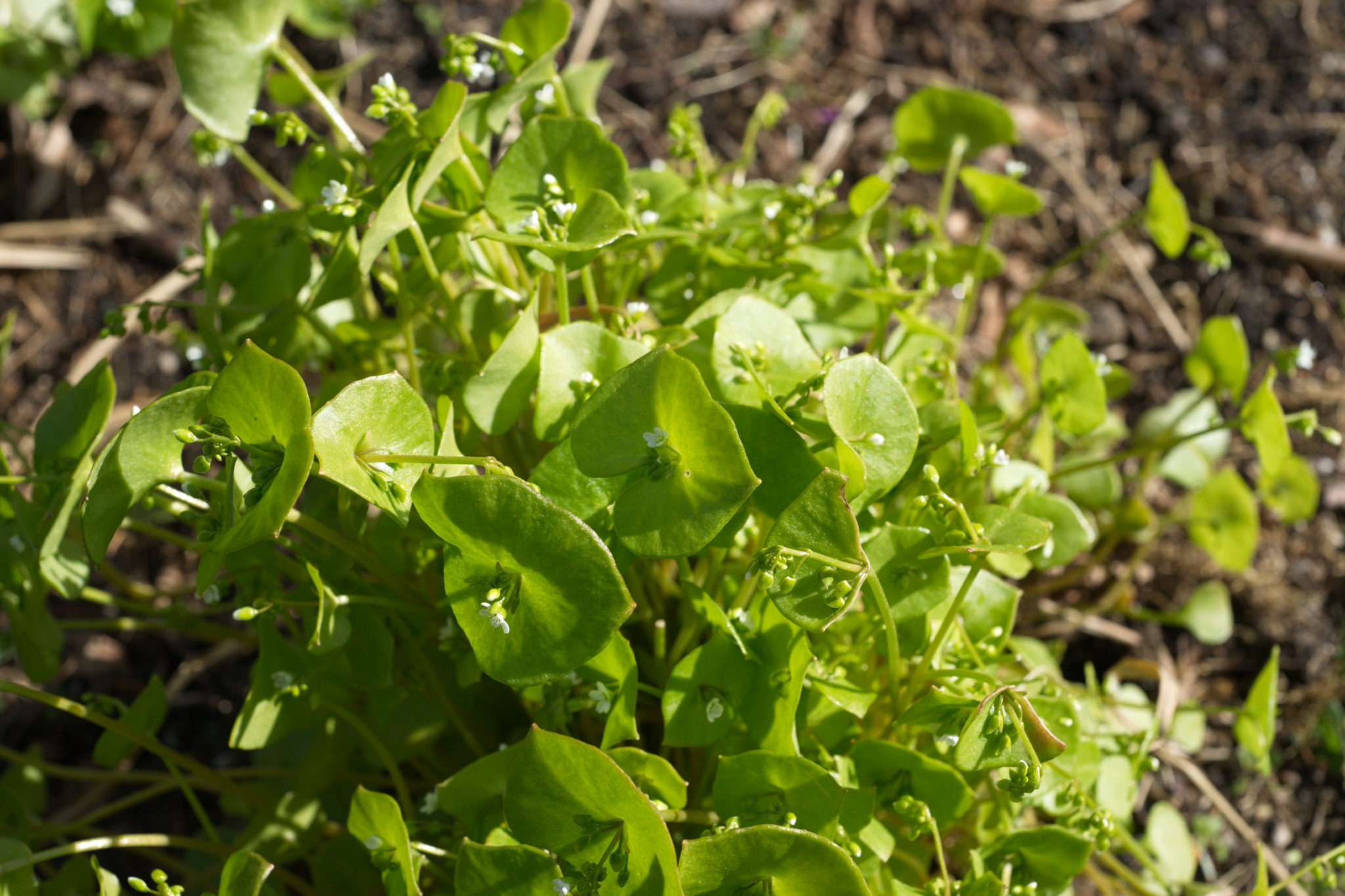 20210506 GruentraumHeimfeld 032