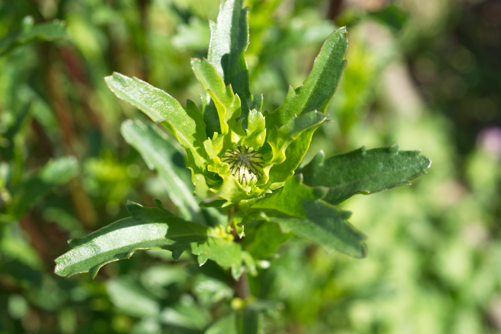 20210506 GruentraumHeimfeld 033