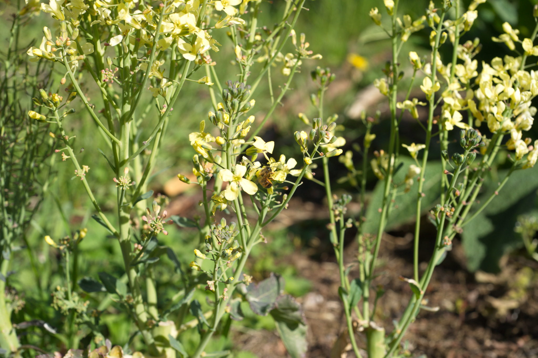 20210506 GruentraumHeimfeld 040