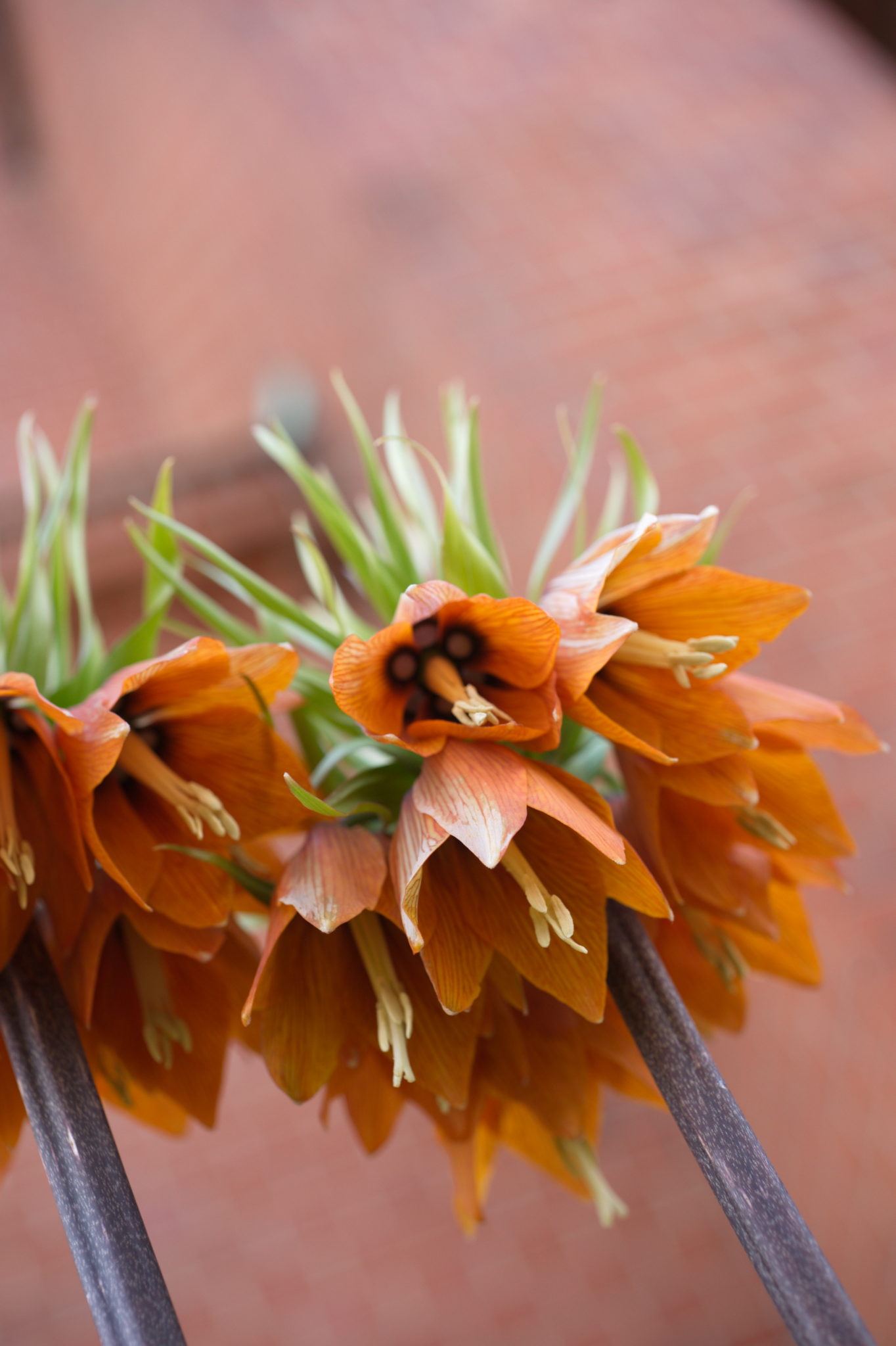 20210506 GruentraumHeimfeld 046