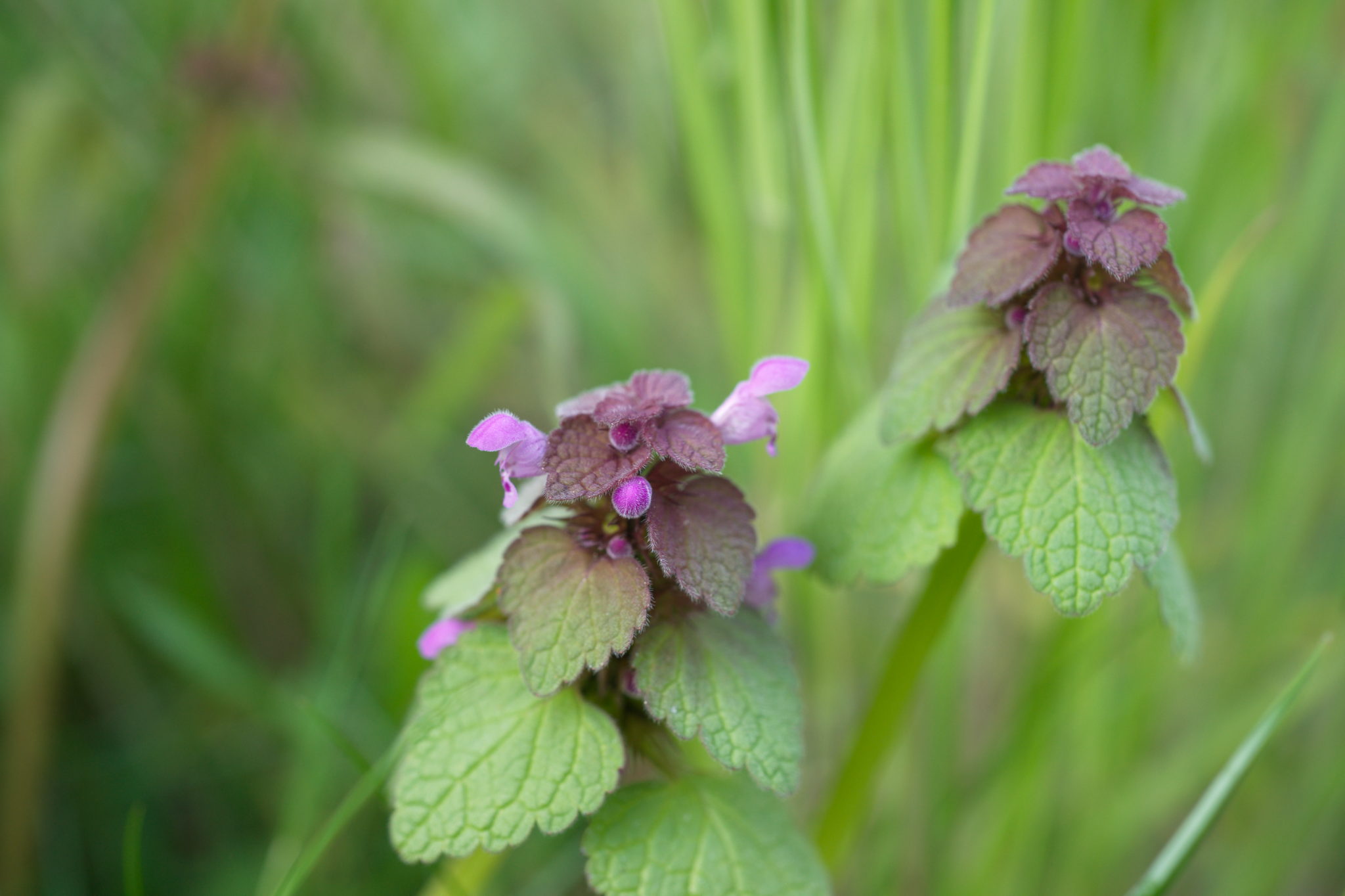 20210506 GruentraumHeimfeld 048