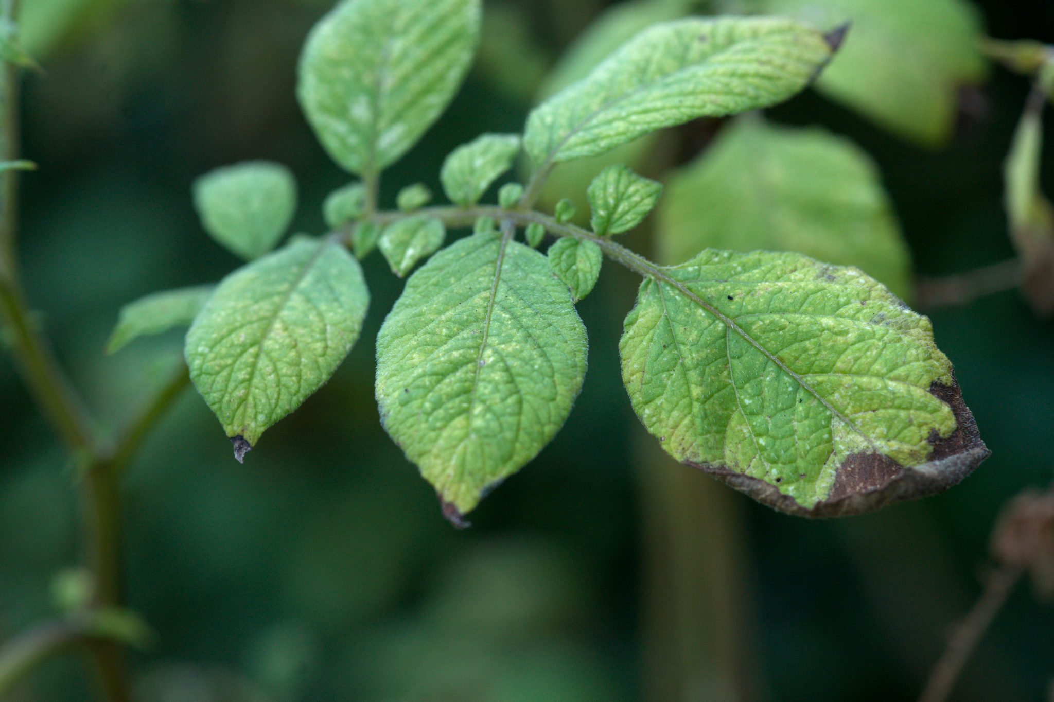 20219022 Gruen(t)raum Heimfeld 9530