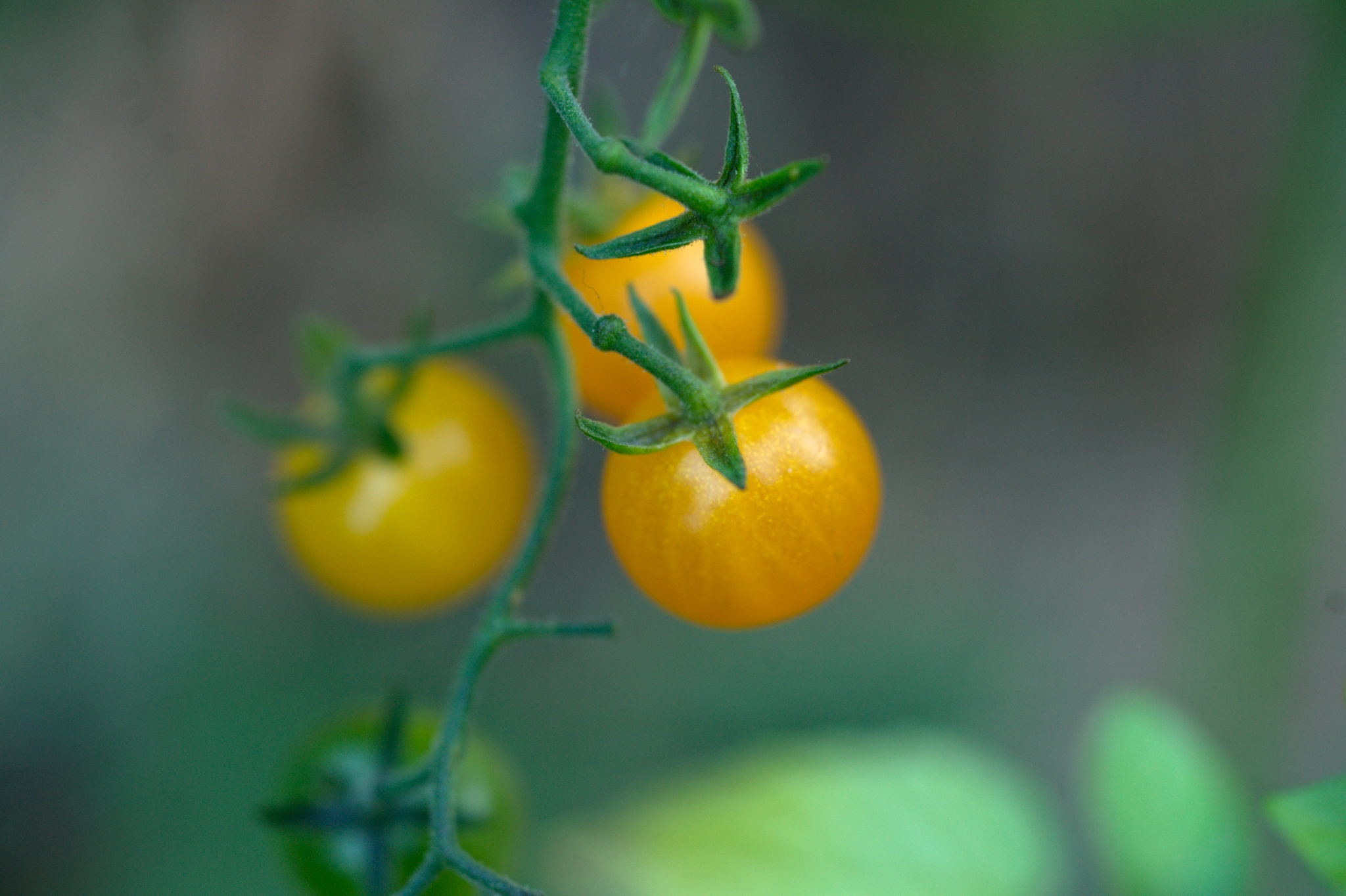 20219022 Gruen(t)raum Heimfeld 9531