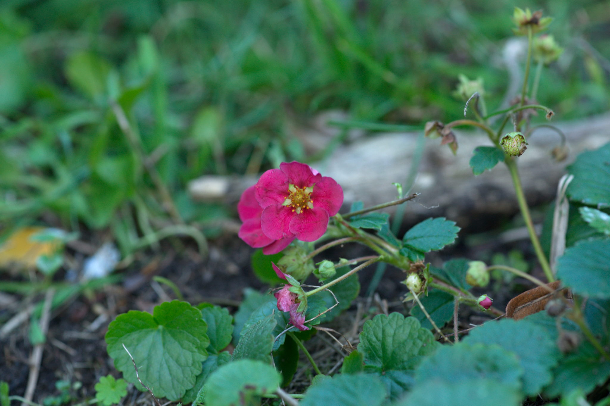 20219022 Gruen(t)raum Heimfeld 9533