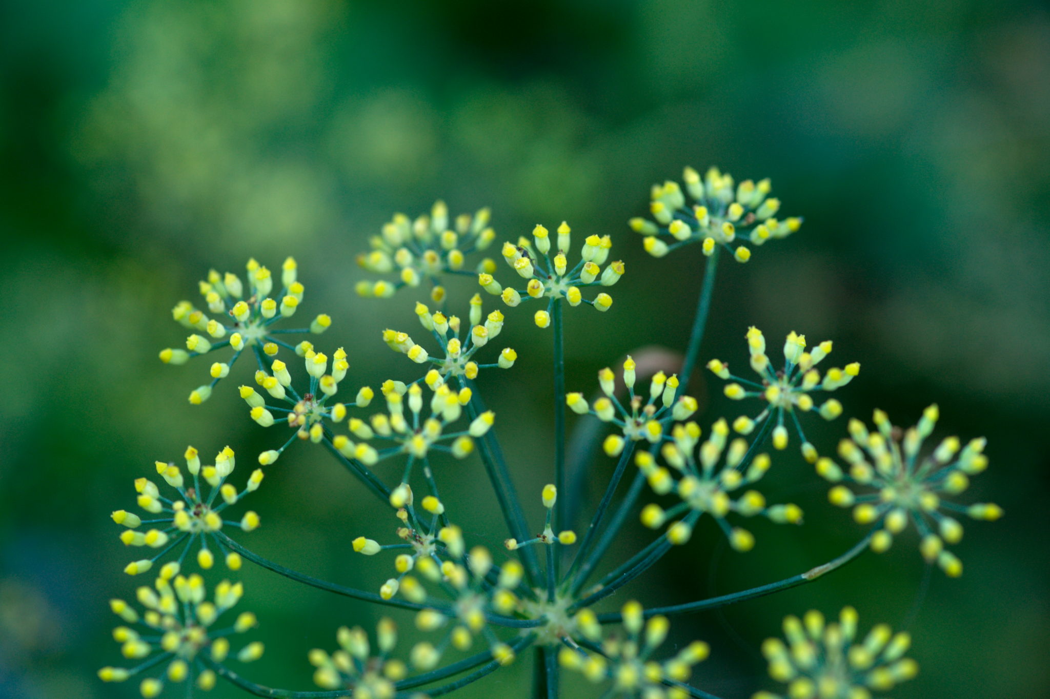 20219022 Gruen(t)raum Heimfeld 9537