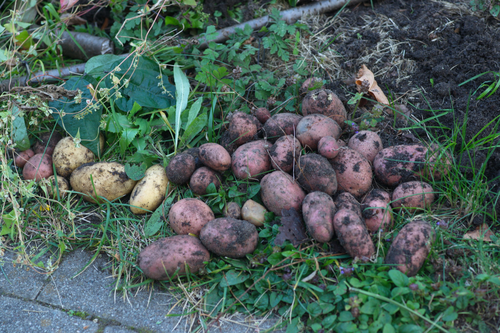 20219022 Gruen(t)raum Heimfeld 9543