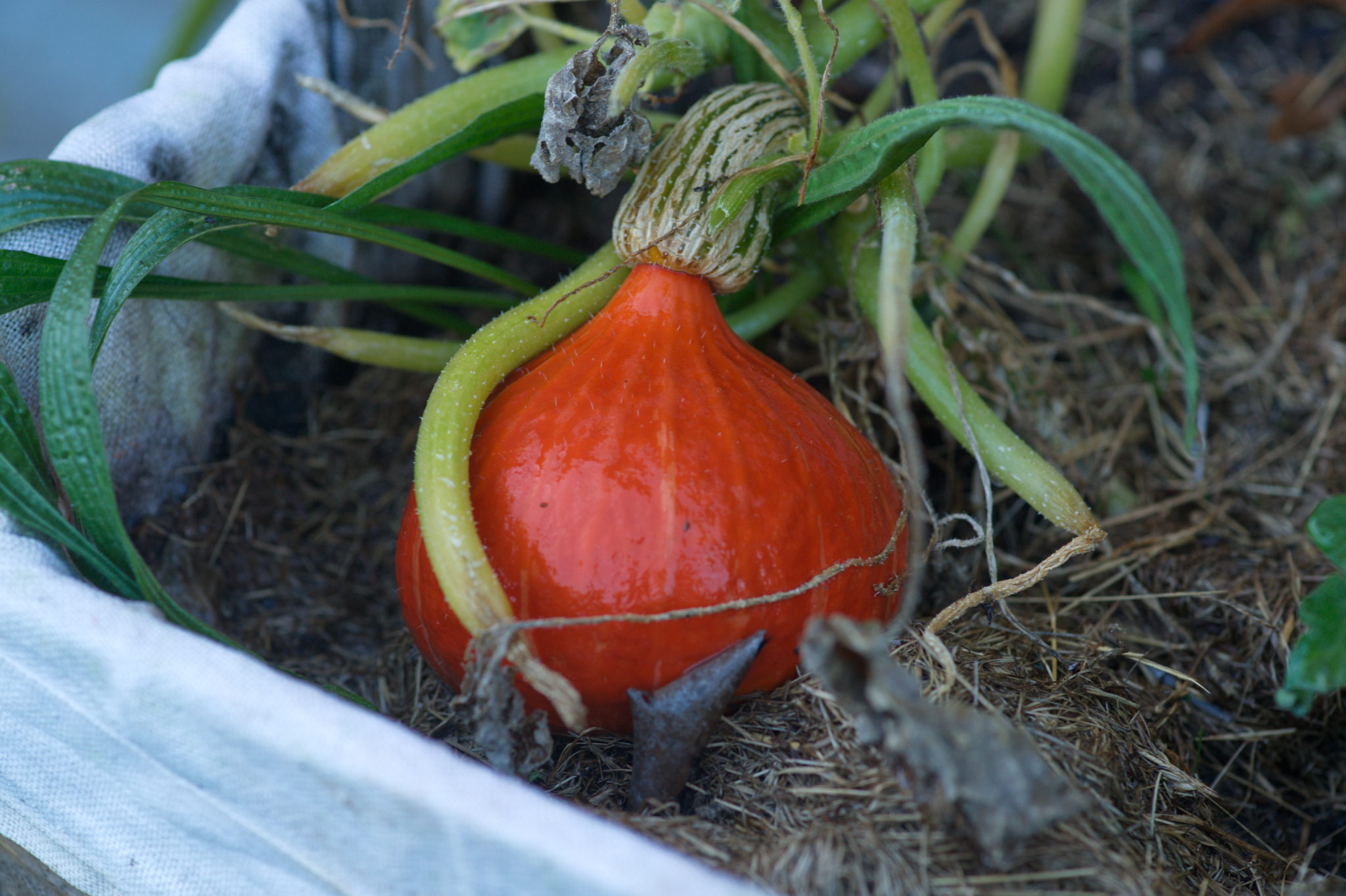 20219022 Gruen(t)raum Heimfeld 9544