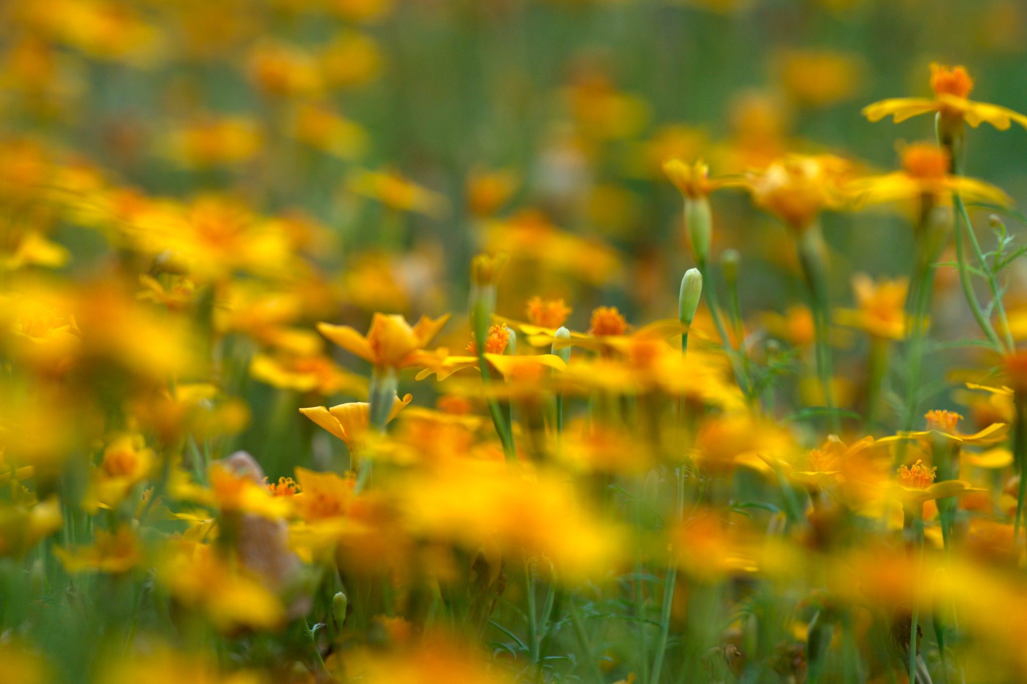 20219022 Gruen(t)raum Heimfeld 9548