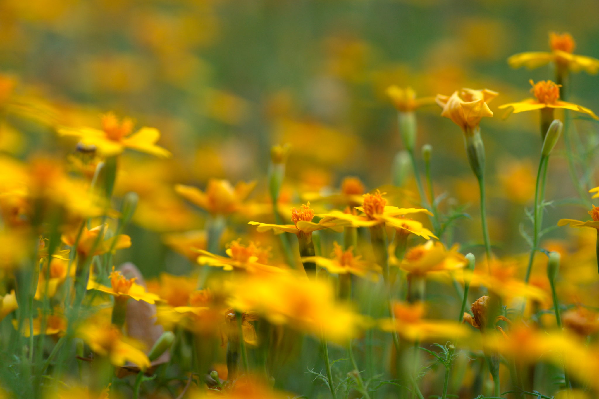 20219022 Gruen(t)raum Heimfeld 9549