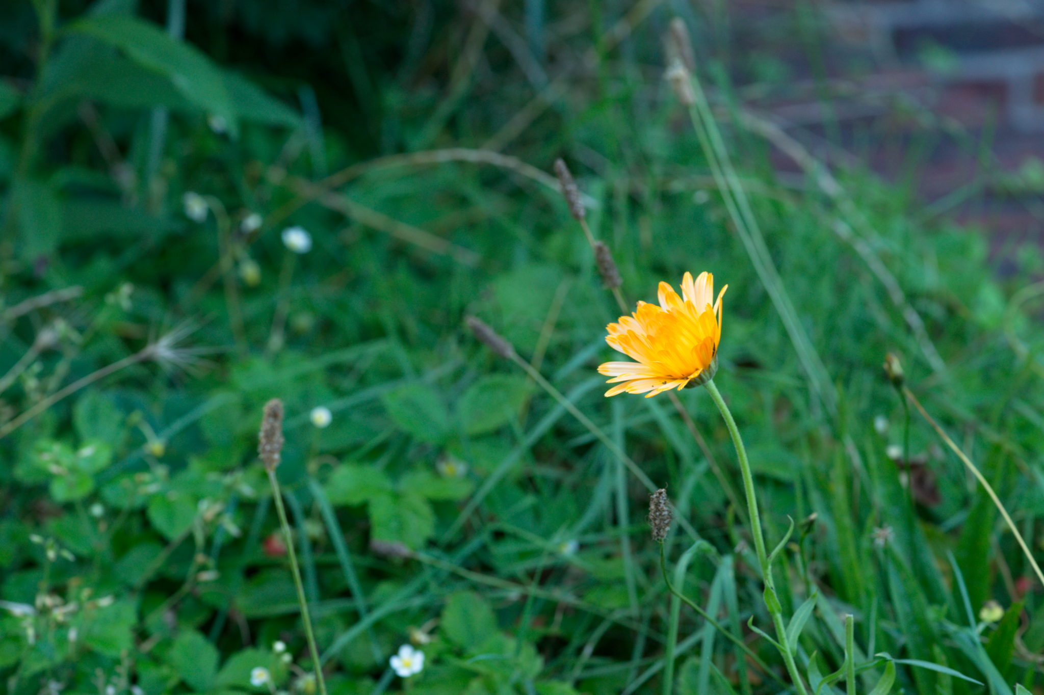 20219022 Gruen(t)raum Heimfeld 9560