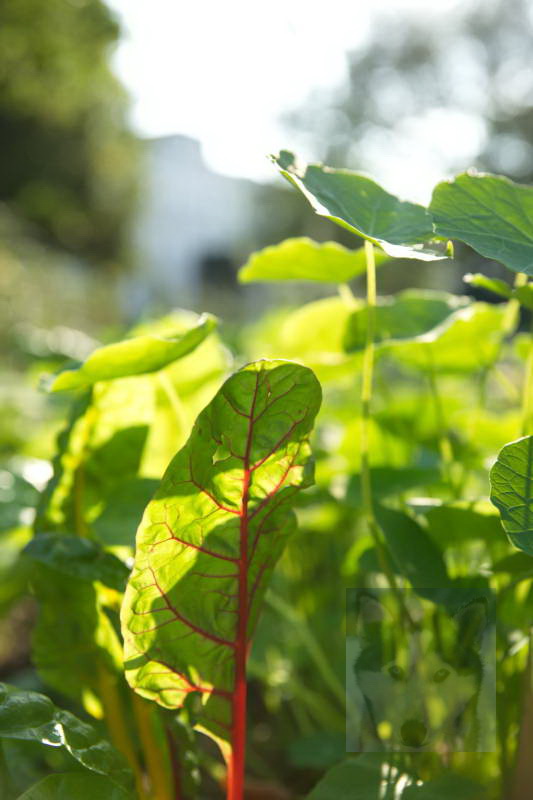 20200916 Gruen t raum 002